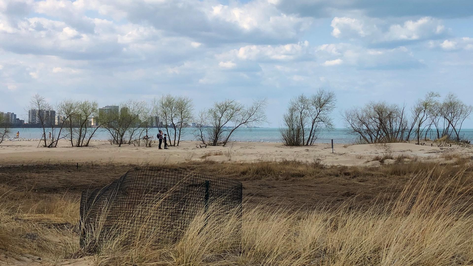 A line of willows along Lake Michigan at Montrose Dune Natural Area. (Patty Wetli / WTTW News)