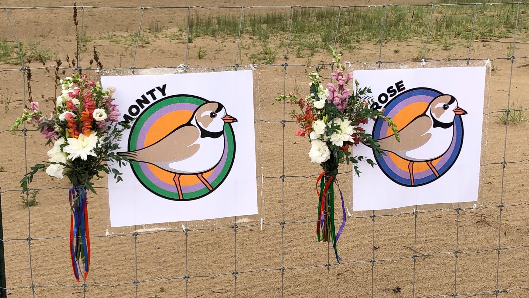 A memorial for piping plovers Monty and Rose at Montrose Beach. (Patty Wetli / WTTW News)