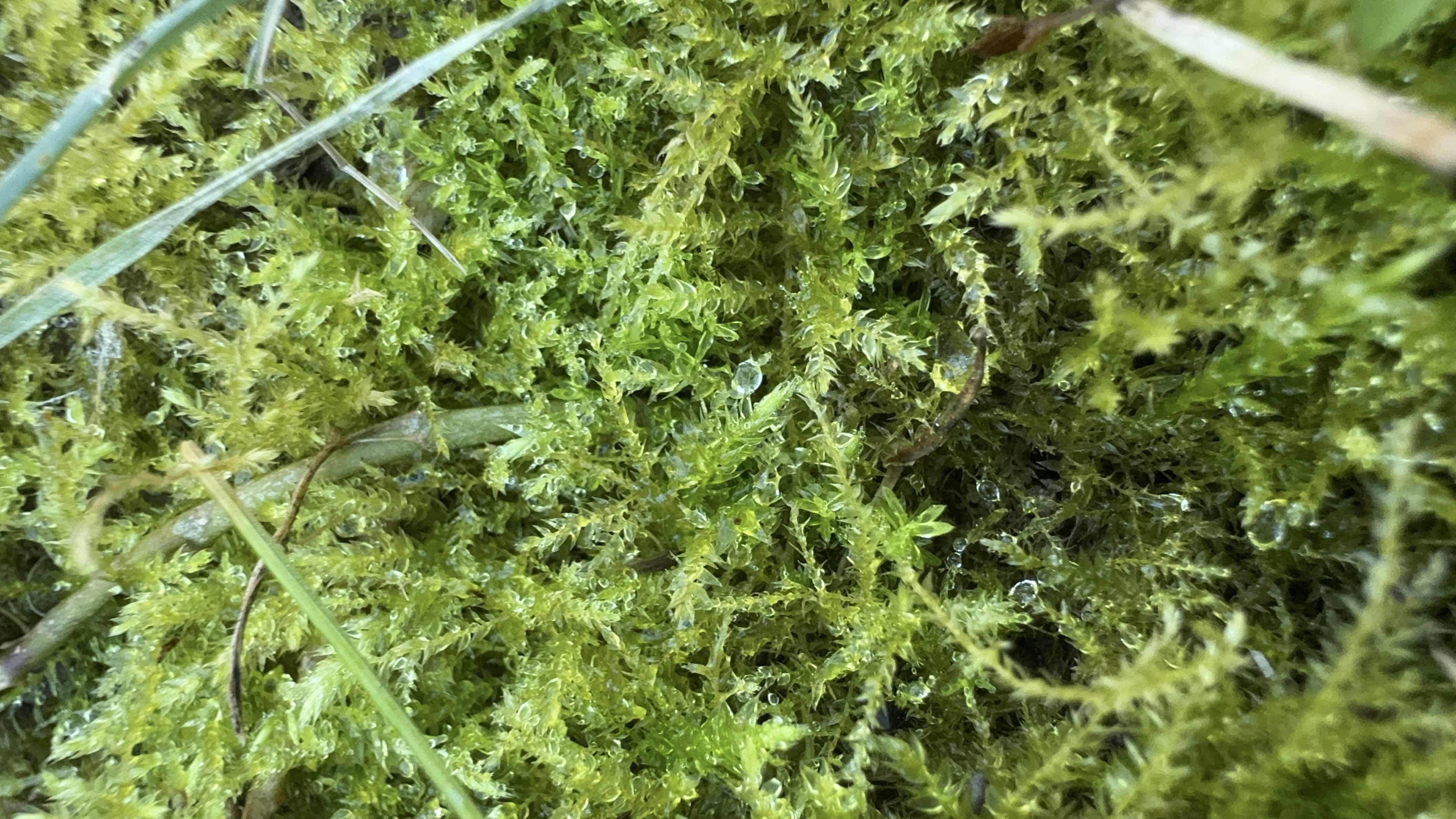 Mosses have the ability to "soak up water like a sponge," said researcher Matt von Konrat, "which then prevents soil runoff and erosion." (Patty Wetli / WTTW News) 