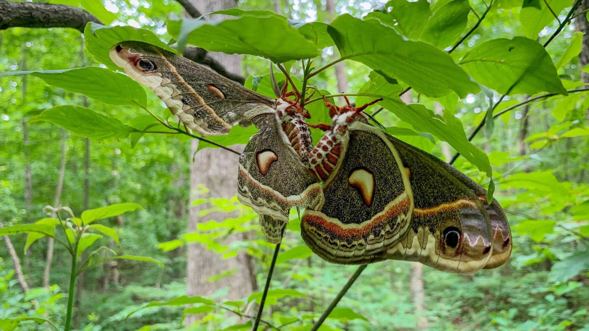 Moth Trap: Most Up-to-Date Encyclopedia, News & Reviews