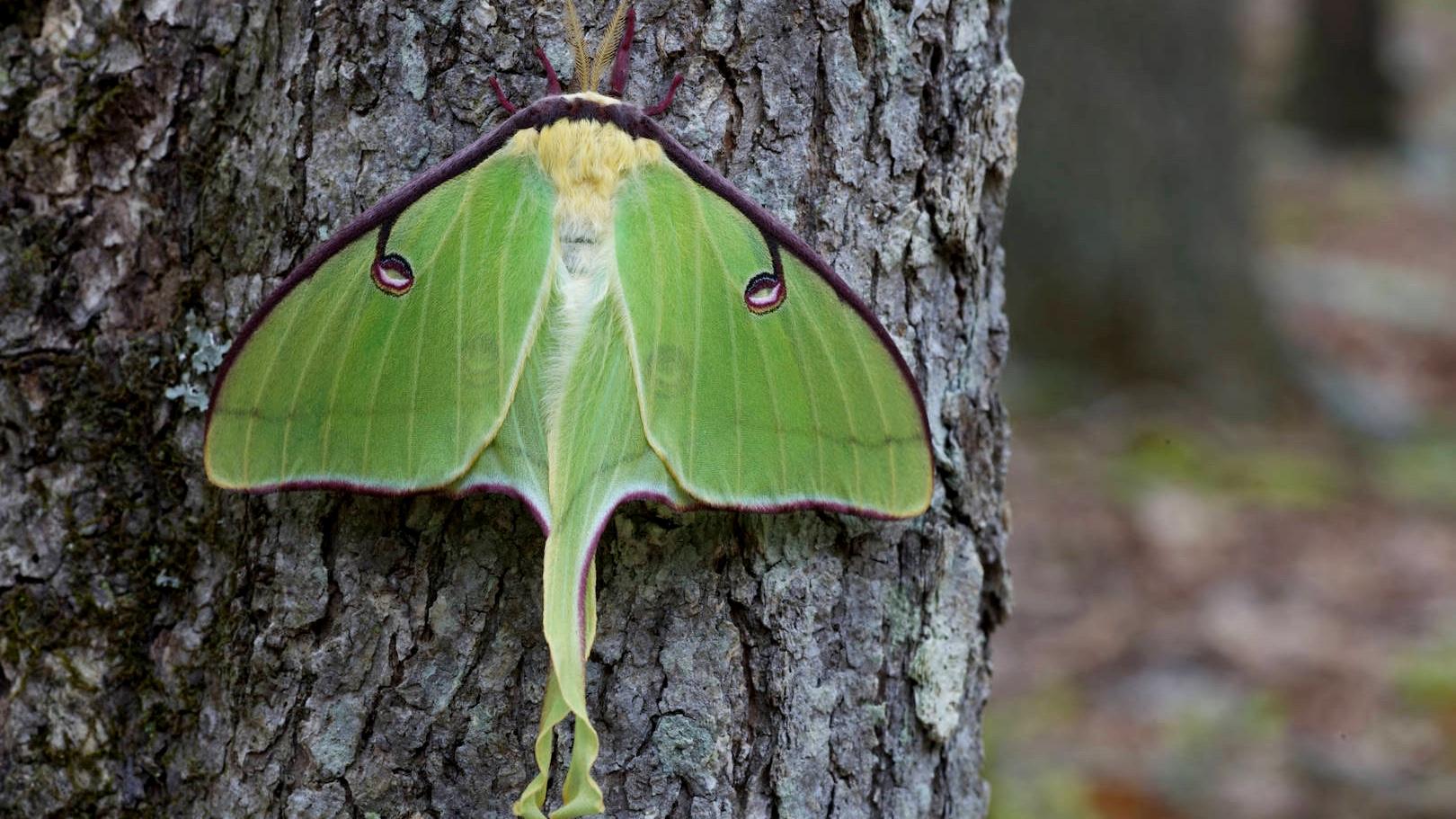 As colorful and glamorous as a butterfly, the luna spicebush moth. (Courtesy of U.S. Fish and Wildlife Service)