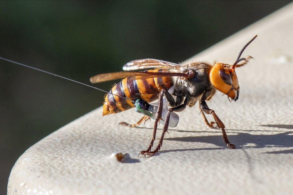 In photo provided by the Washington State Dept. of Agriculture, an Asian Giant Hornet wearing a tracking device is shown Thursday, Oct. 22, 2020 near Blaine, Wash. (Karla Salp / Washington Dept. of Agriculture via AP)