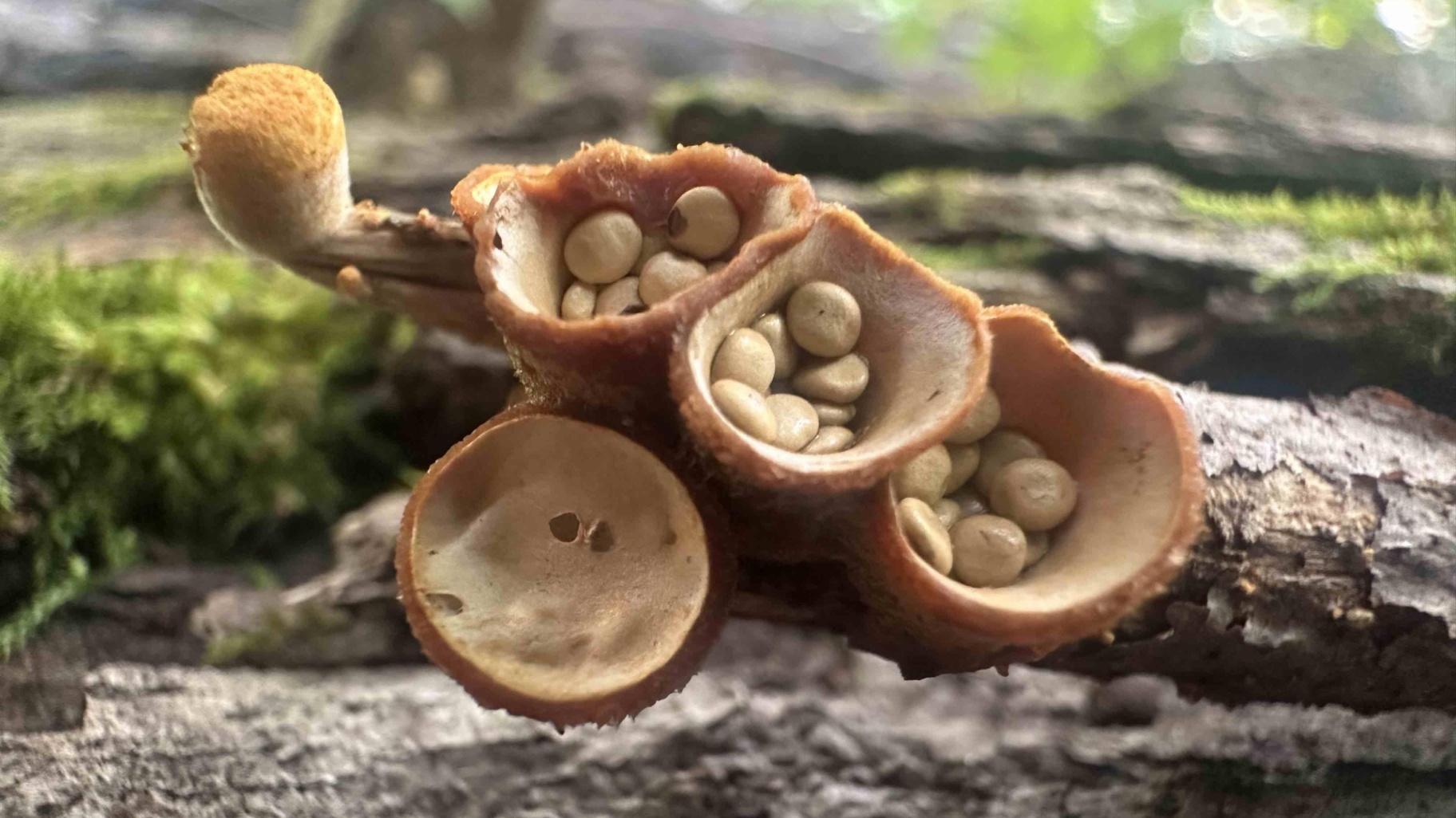 The bird’s nest fungus is named for the tiny cups that contain little packets of spores that look like miniature nests with eggs. (Courtesy of Kate Golembiewski)