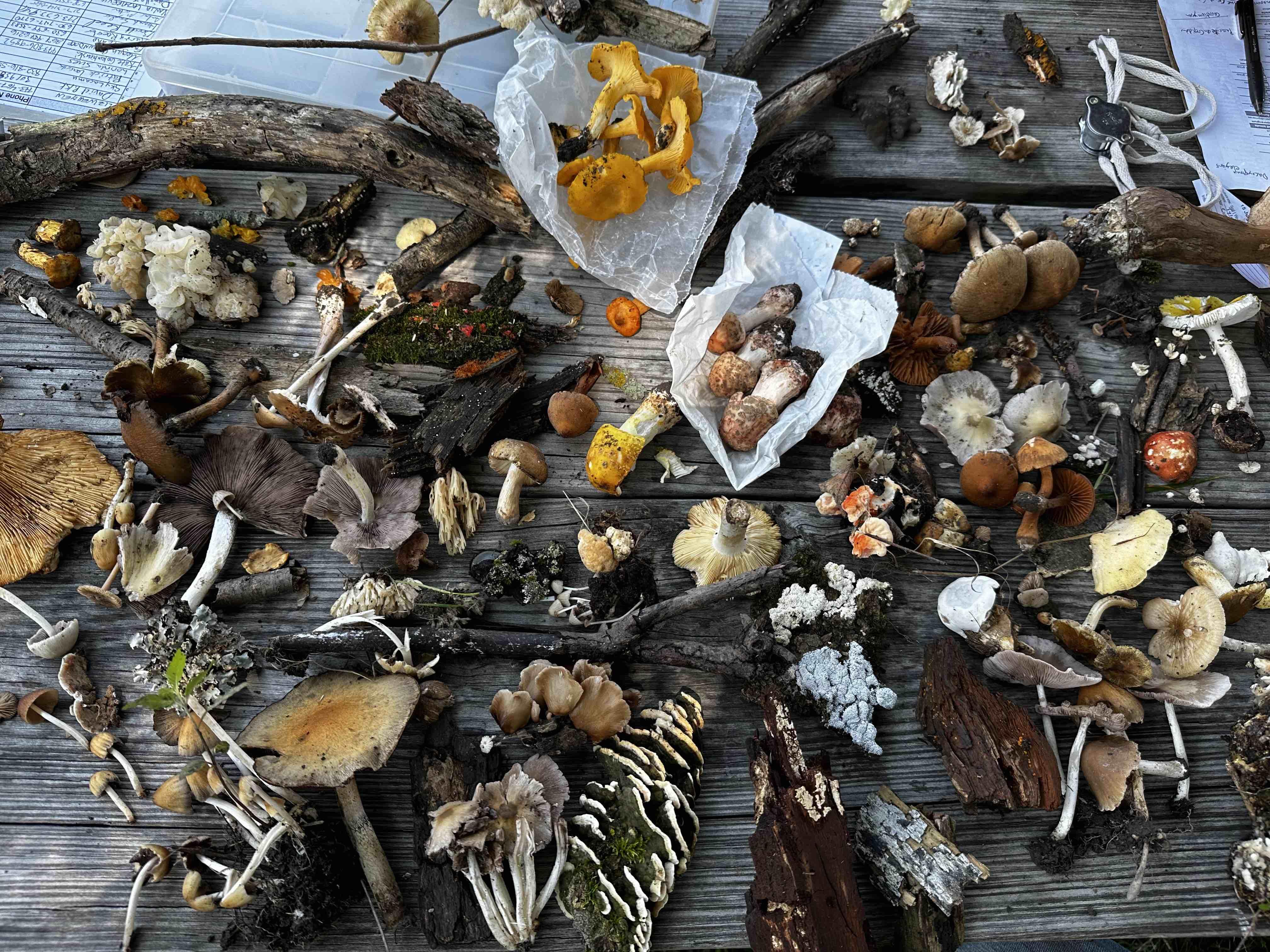 This amazing array of mushrooms barely scratches the surface of the estimated 1,500 species identified in the Chicago region. There are an estimated 1 to 5 million species of fungi globally. (Courtesy of Kate Golembiewski)