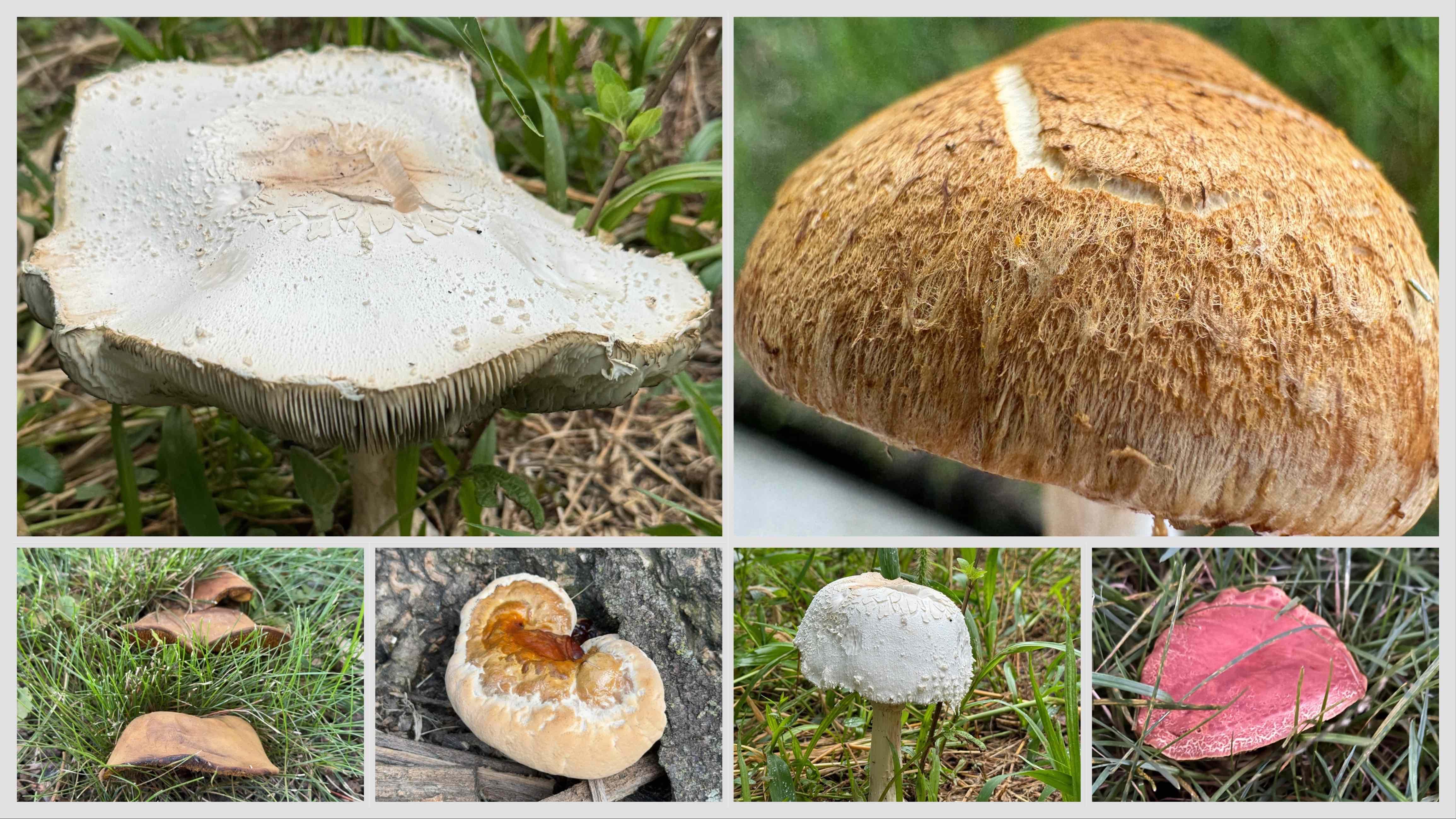There are plenty of fungi species in Chicago. All of the mushrooms pictured were spotted in the city’s parkways. (Patty Wetli / WTTW News) 