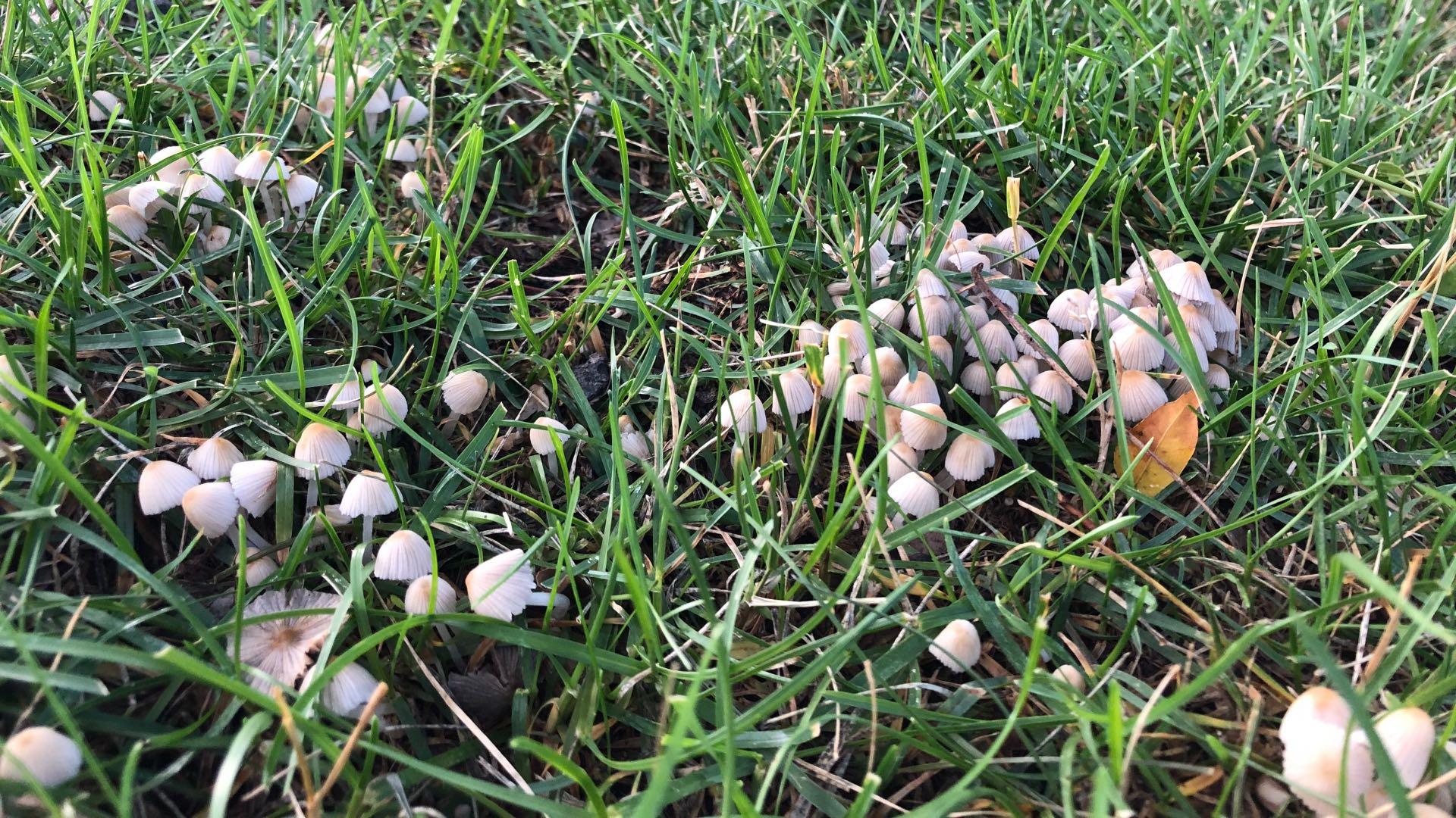 Mushrooms are the fruiting of fungi that live in the soil. (Patty Wetli / WTTW News