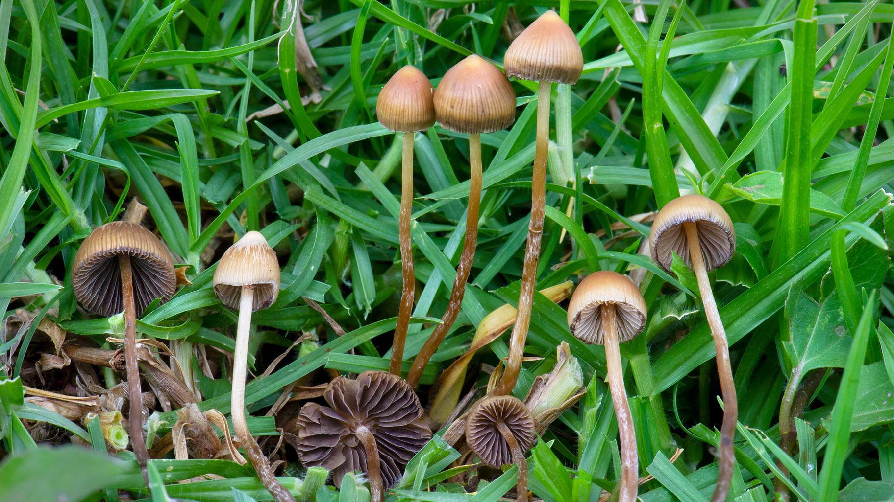 Psychedelic mushrooms growing in Veracruz, Mexico. (Alan Rockefeller / Wikimedia Commons)