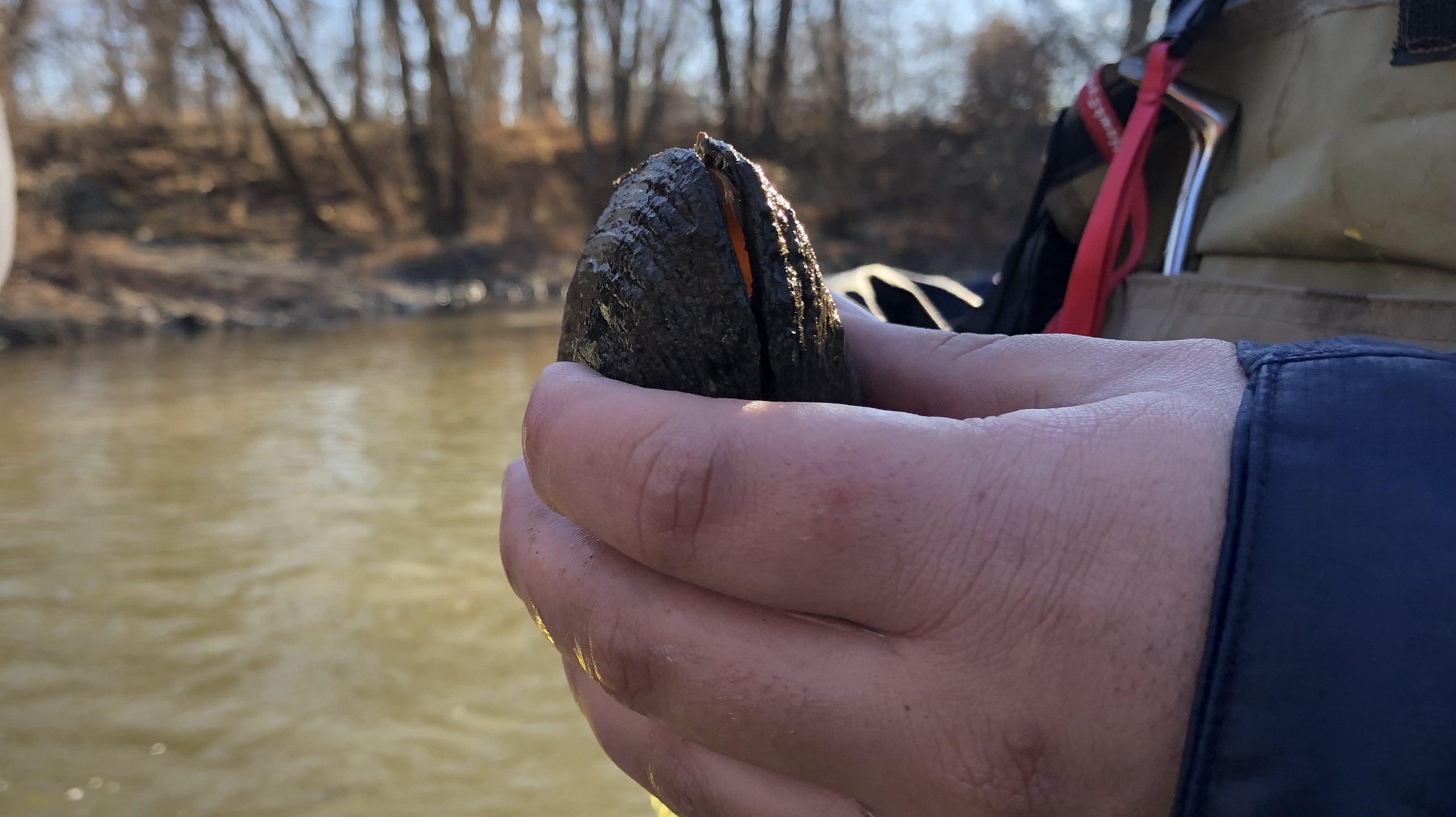 Freshwater mussels, like this one pulled from the Chicago River in December 2023, are among the most endangered group of species in North America. (Patty Wetli / WTTW News) 
