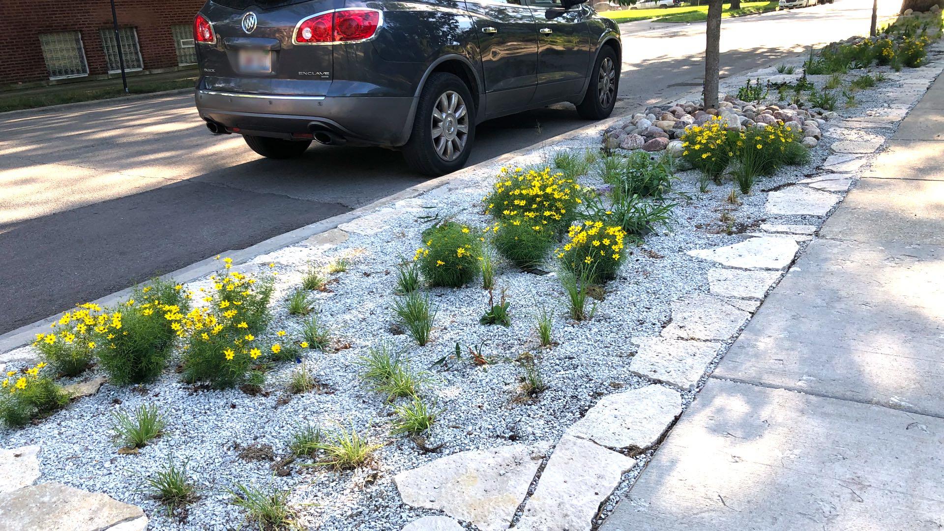 Blacks in Green's Prairie Rainwater Parkway Garden in West Woodlawn. (Patty Wetli / WTTW News)