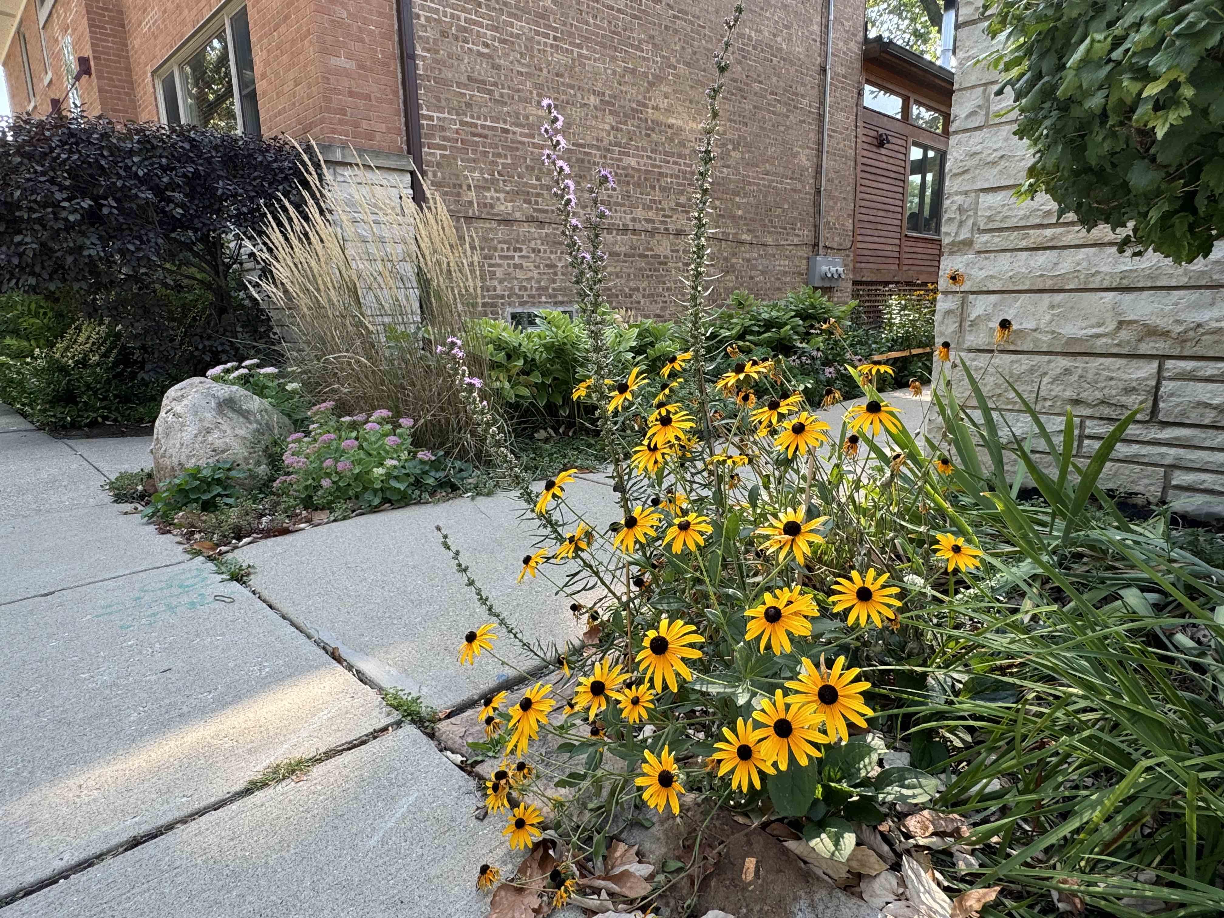 Natives rough blazing star and black-eyed Susan look at home next to more traditional ornamental plants. (Patty Wetli / WTTW News)