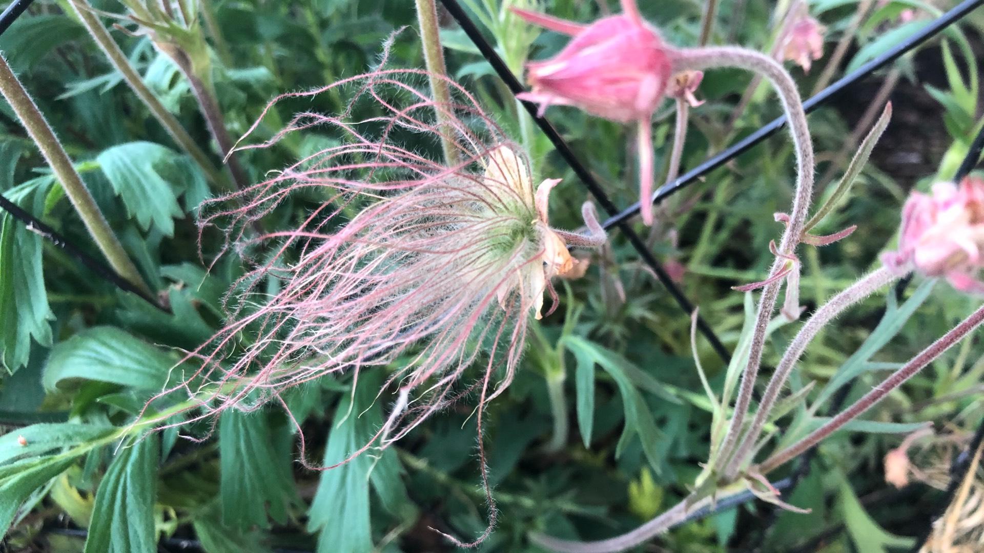 Prairie smoke is one of the few native plants that falls under the height limit imposed by Chicago's weed ordinance. (Patty Wetli / WTTW News)