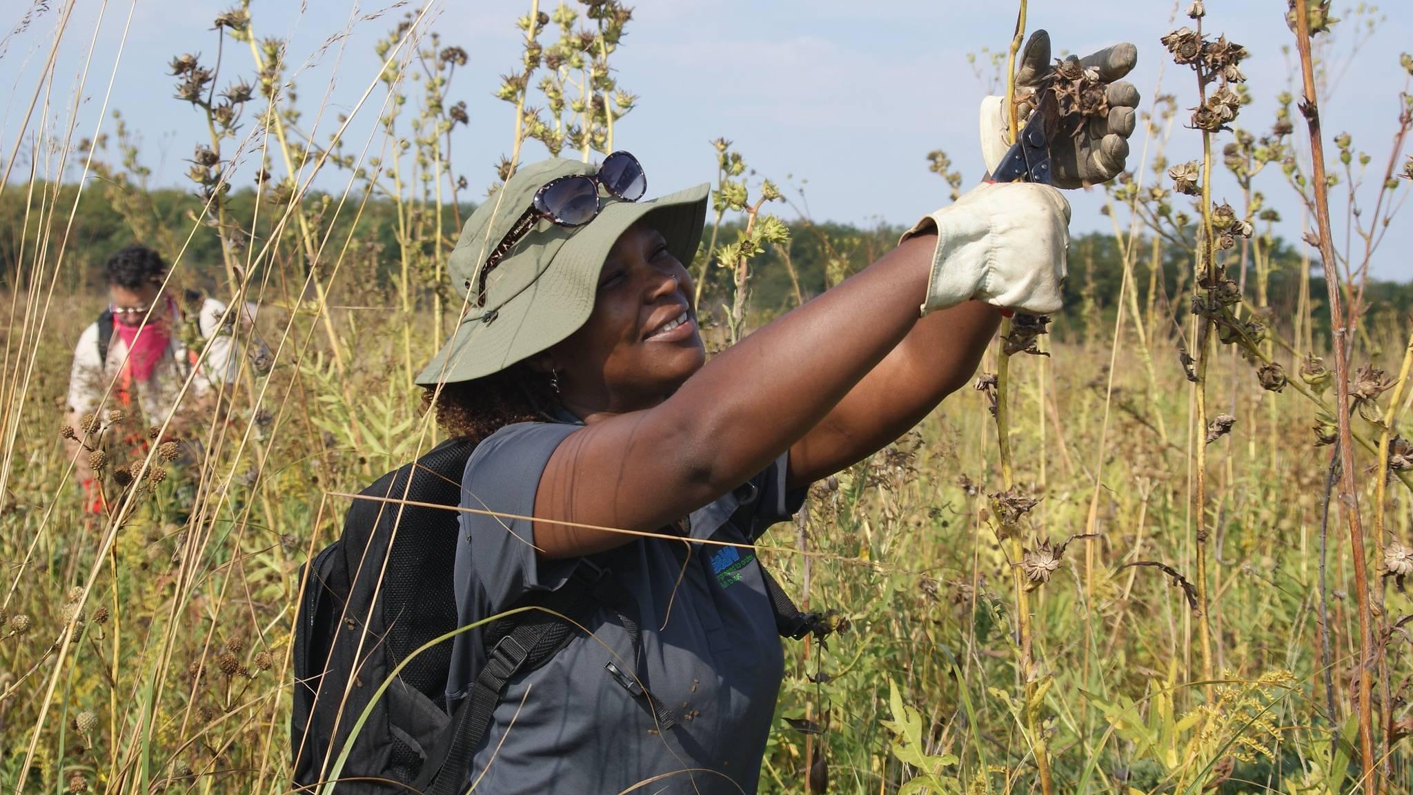 Volunteers harvest native seed at Midewin National Tallgrass Prairie. (U.S. Forest Service)