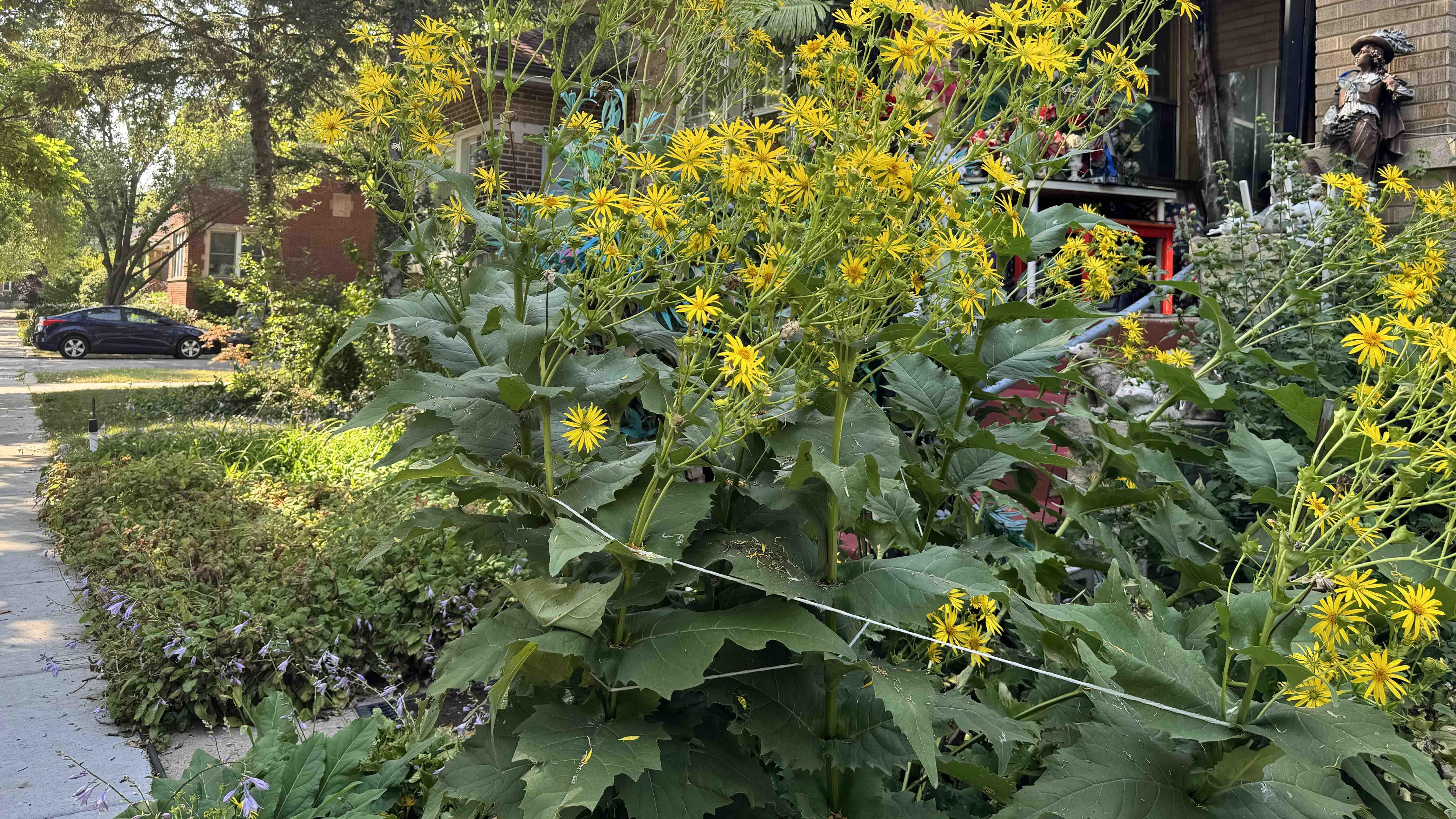 One complaint against natives is that they’re too tall and flop onto sidewalks. This gardener shows how to control towering plants. (Patty Wetli / WTTW News)