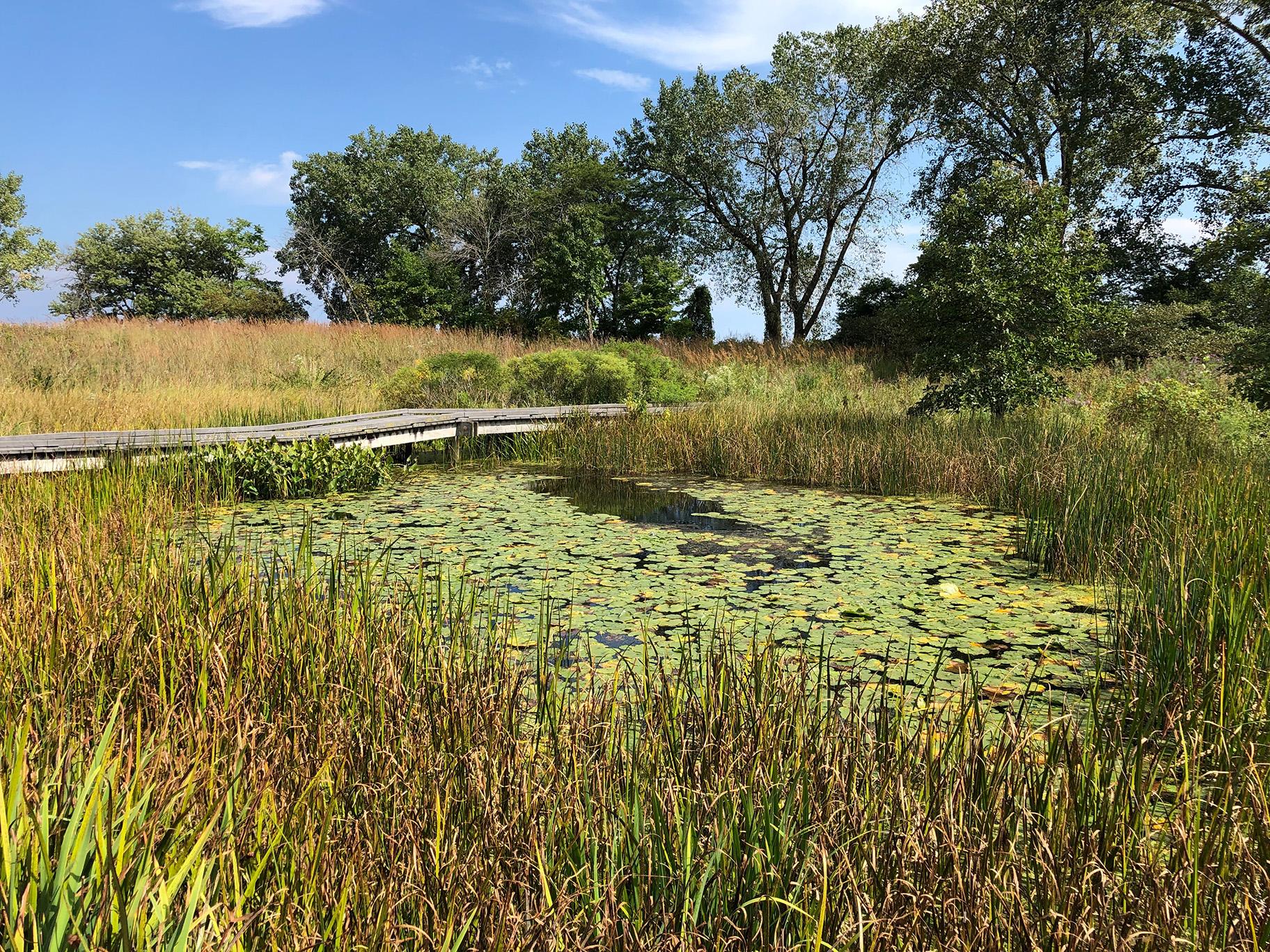 The South Shore Nature Sanctuary features 6 acres of dunes, wetlands, woodlands and prairies. (Alex Ruppenthal / WTTW News) 