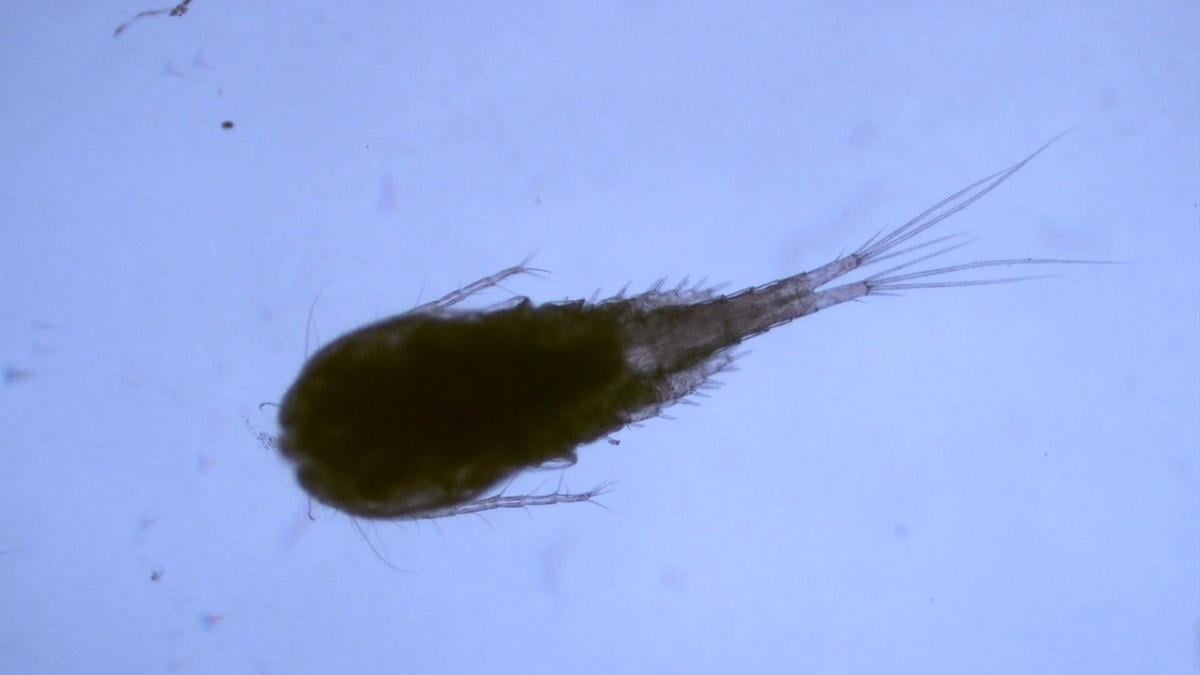  Researchers from Cornell University and the EPA announced the discovery of two new non-native species of zooplankton in the Great Lakes, including the copepod Mesocyclops pehpeiensis, pictured here. (Elizabeth Whitmore and Joseph Connolly / Cornell University)