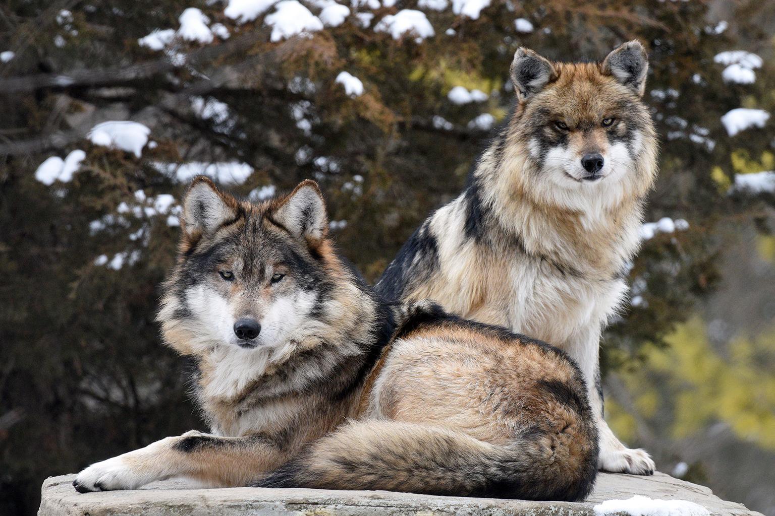 Apache, foreground, a 7-year-old old male Mexican wolf, recently arrived at Brookfield Zoo to be paired with 2-year-old Ela. (Jim Schulz / Chicago Zoological Society)