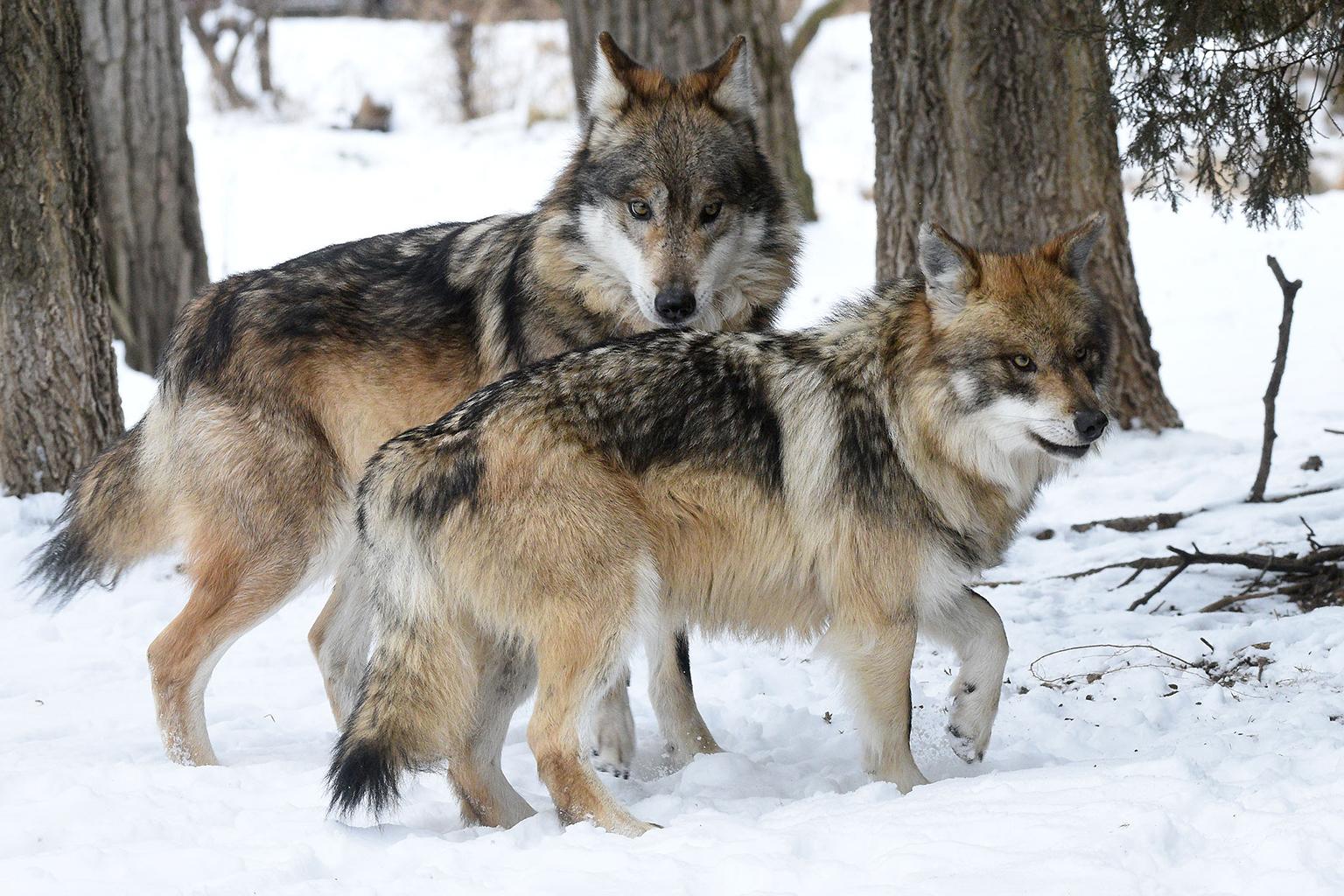 Apache, background, and Ela will be the new alpha Mexican wolf pair at Brookfield Zoo. (Jim Schulz / Chicago Zoological Society)