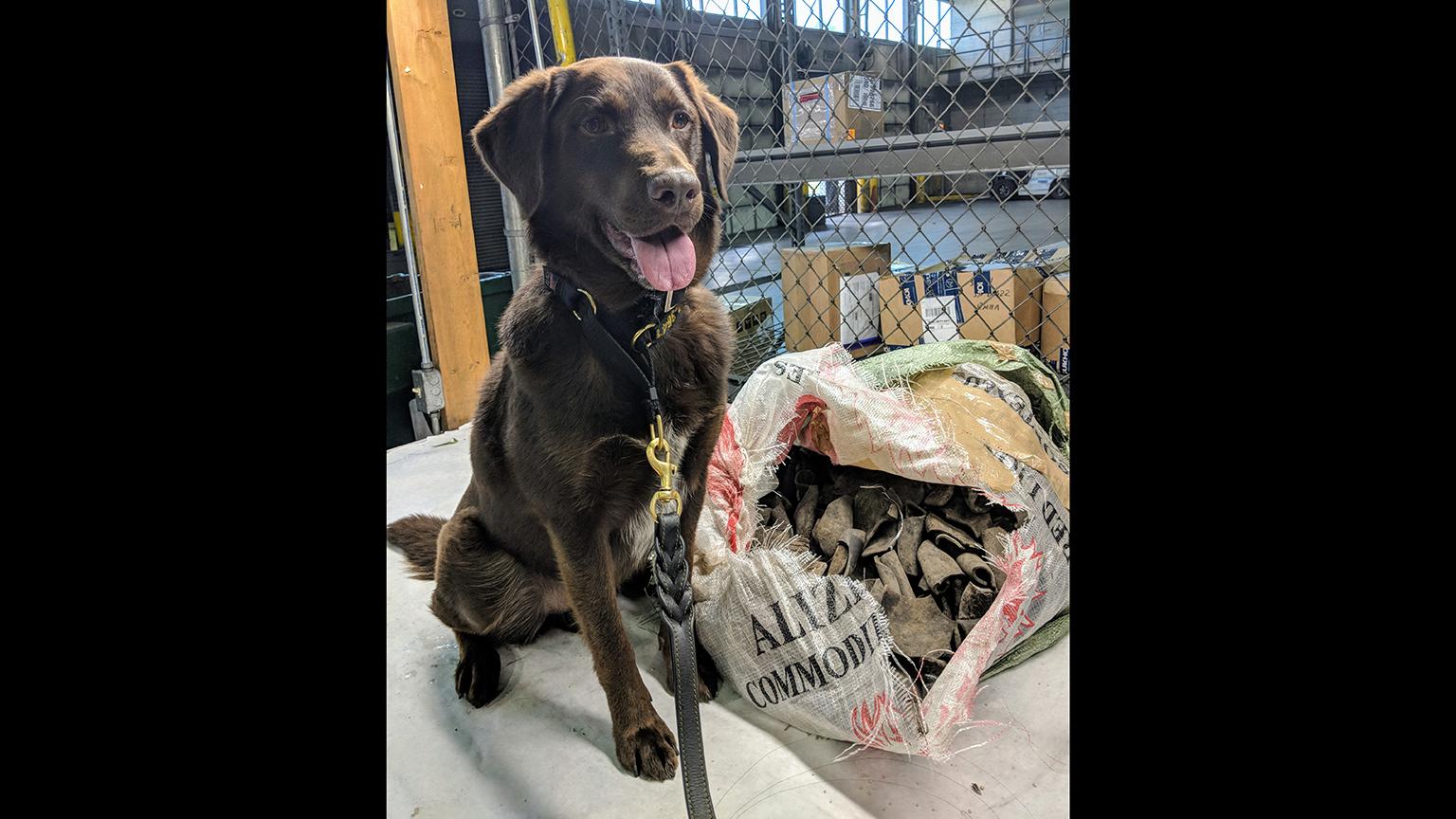 Rusty, an agriculture detection dog, sits next to contraband found on July 24, 2018 at an Air France cargo warehouse at O’Hare International Airport. (Courtesy U.S. Customs and Border Protection)