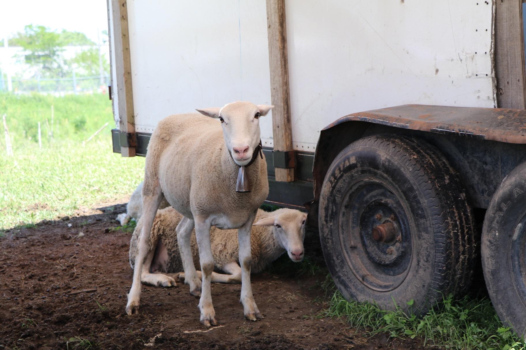 Two lambs get some shade underneath the trailer pen. (Evan Garcia / WTTW)