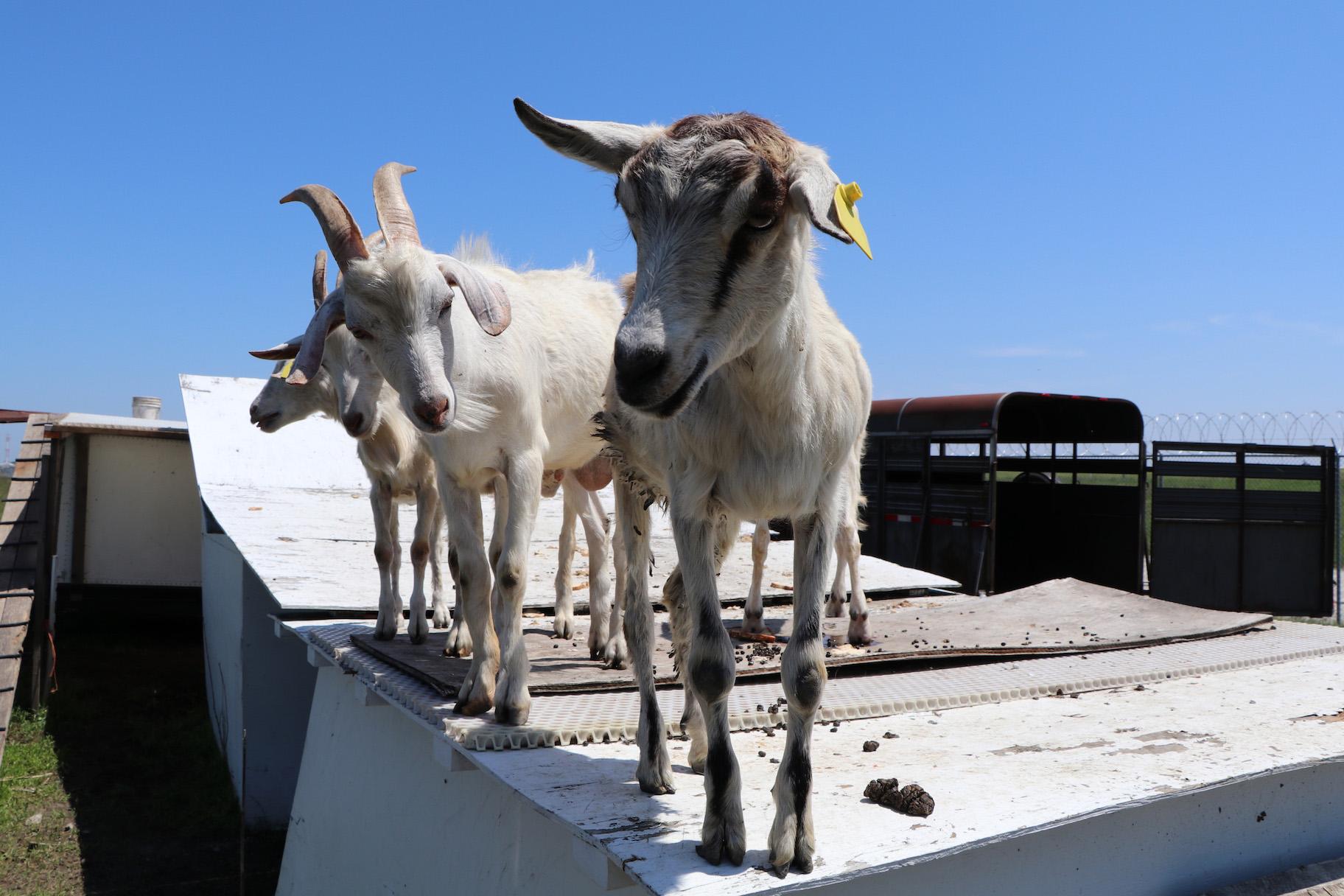 Goats stand on the trailer pen outside Chicago’s O’Hare International Airport. (Evan Garcia / WTTW)