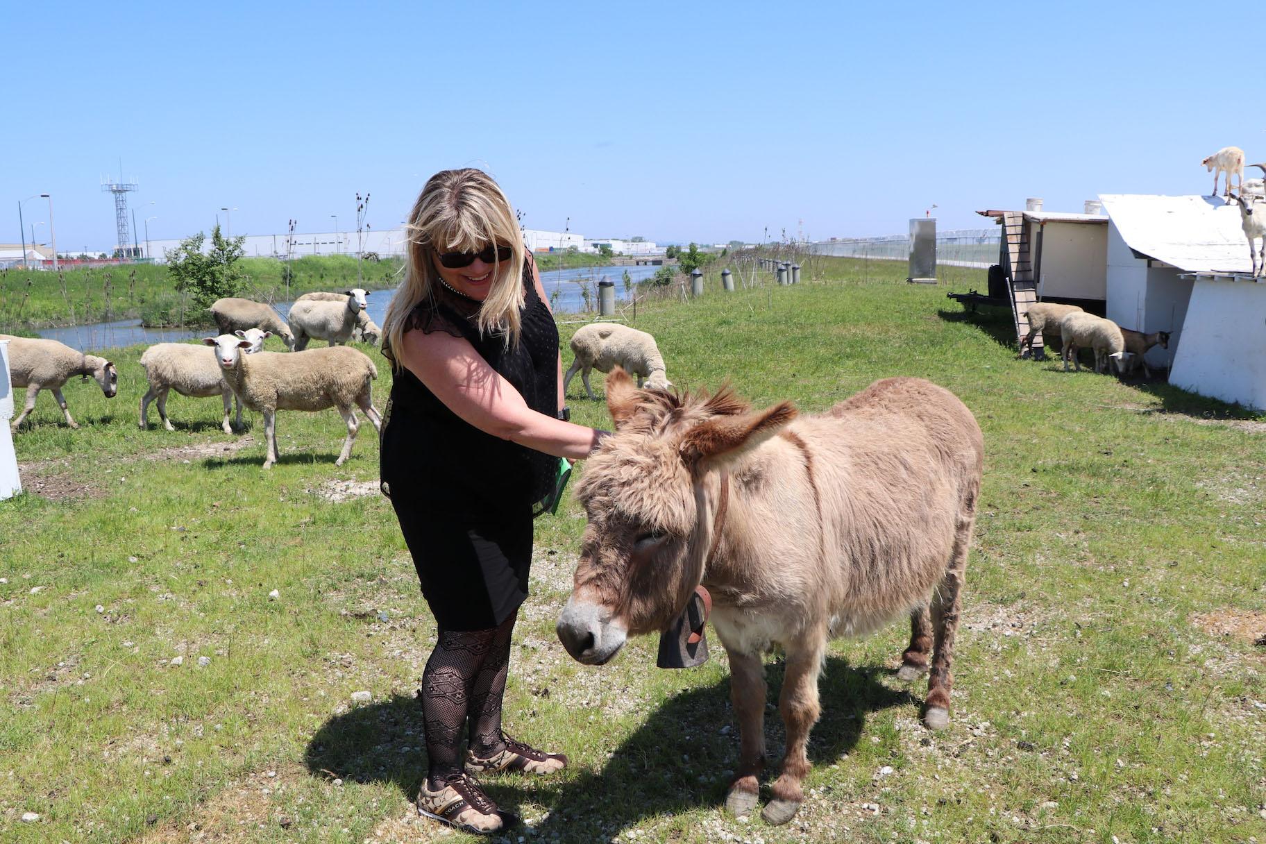 Chicago Department of Aviation Commissioner Jamie Rhee pets Jackson the donkey. (Evan Garcia / WTTW)