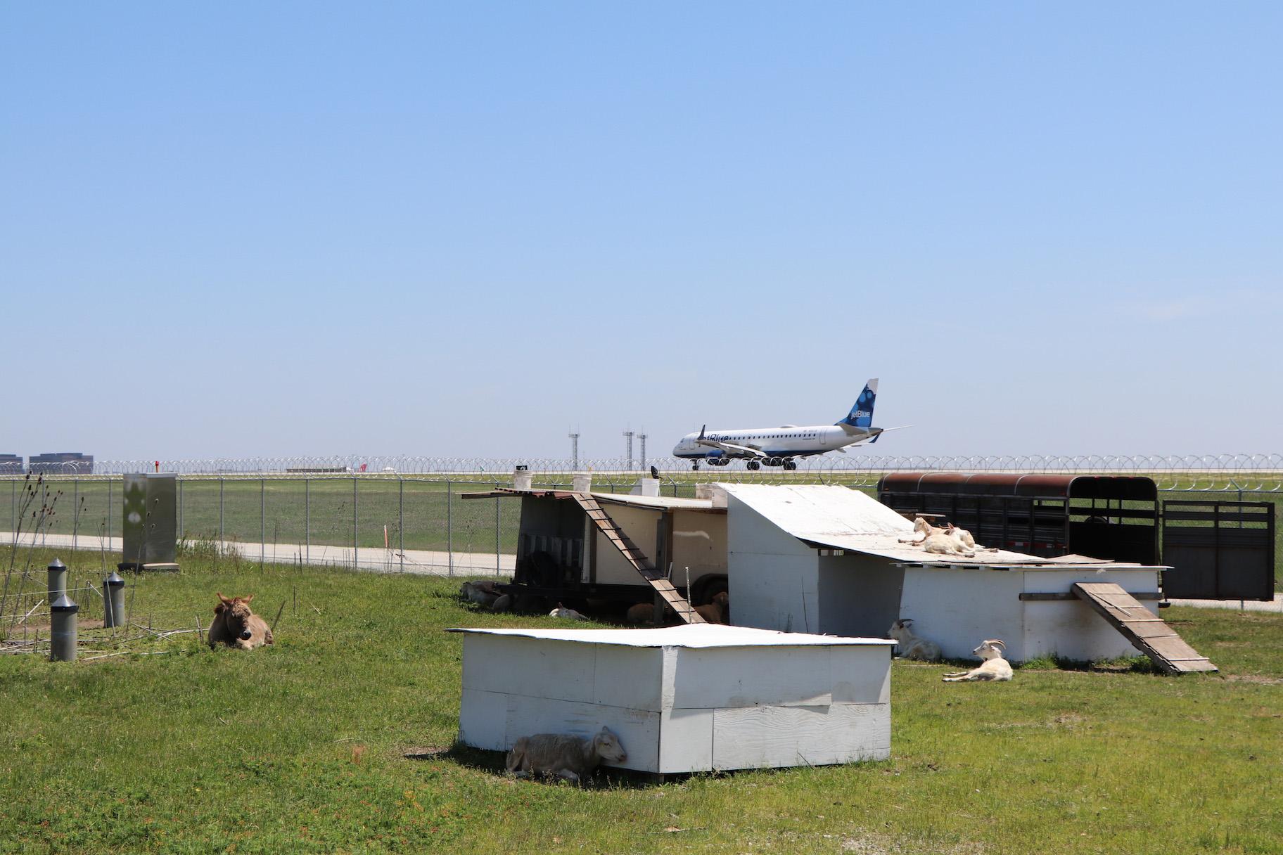 O’Hare’s herd of grazing animals rest while an airplane prepares for takeoff in the distance. (Evan Garcia / WTTW)