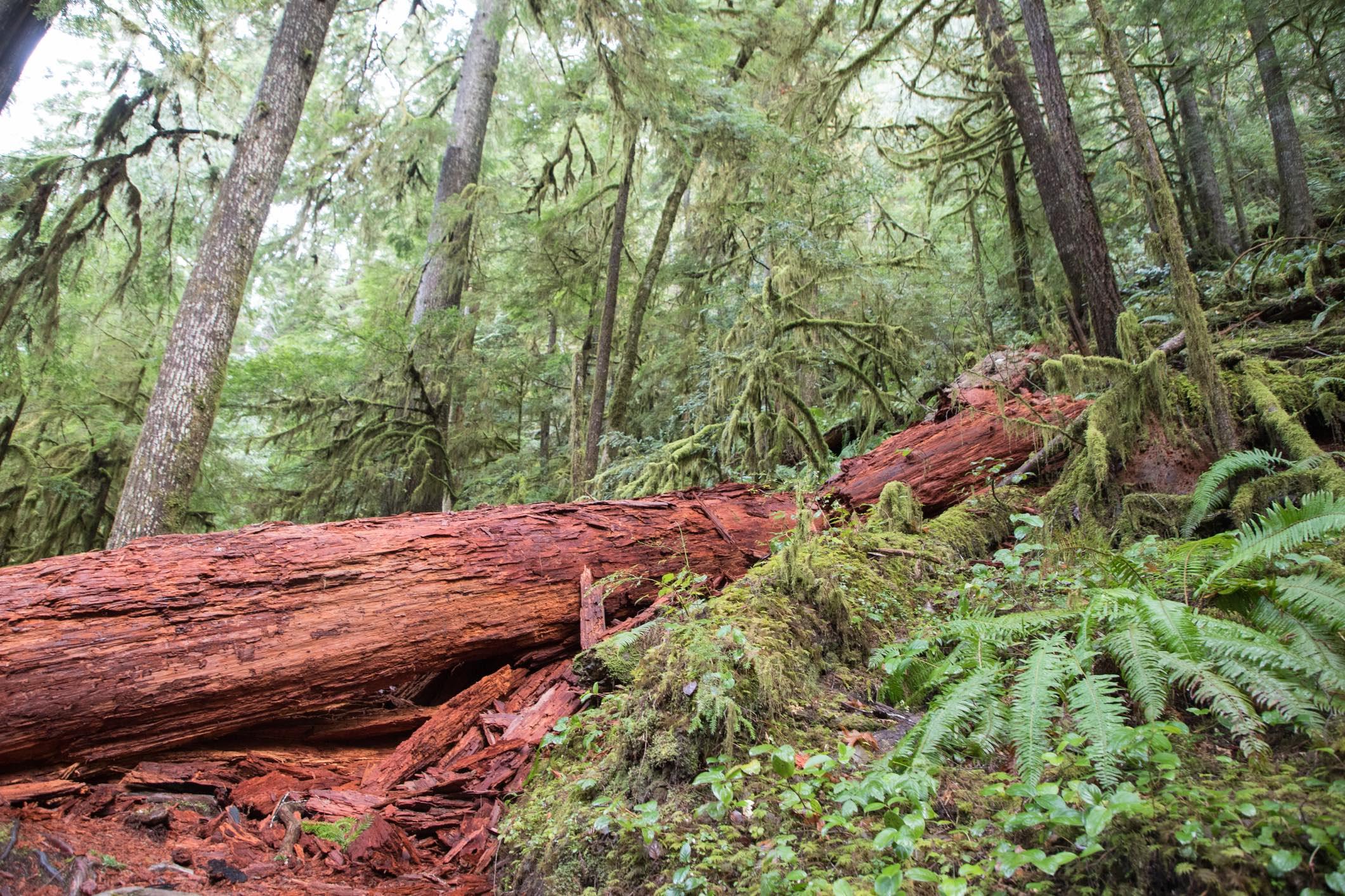 Logging of old-growth forests would no longer be considered harmful to the endangered species they support, under a proposed rule change to the U.S. Endangered Species Act. (Matthew James Ferguson / iStock)