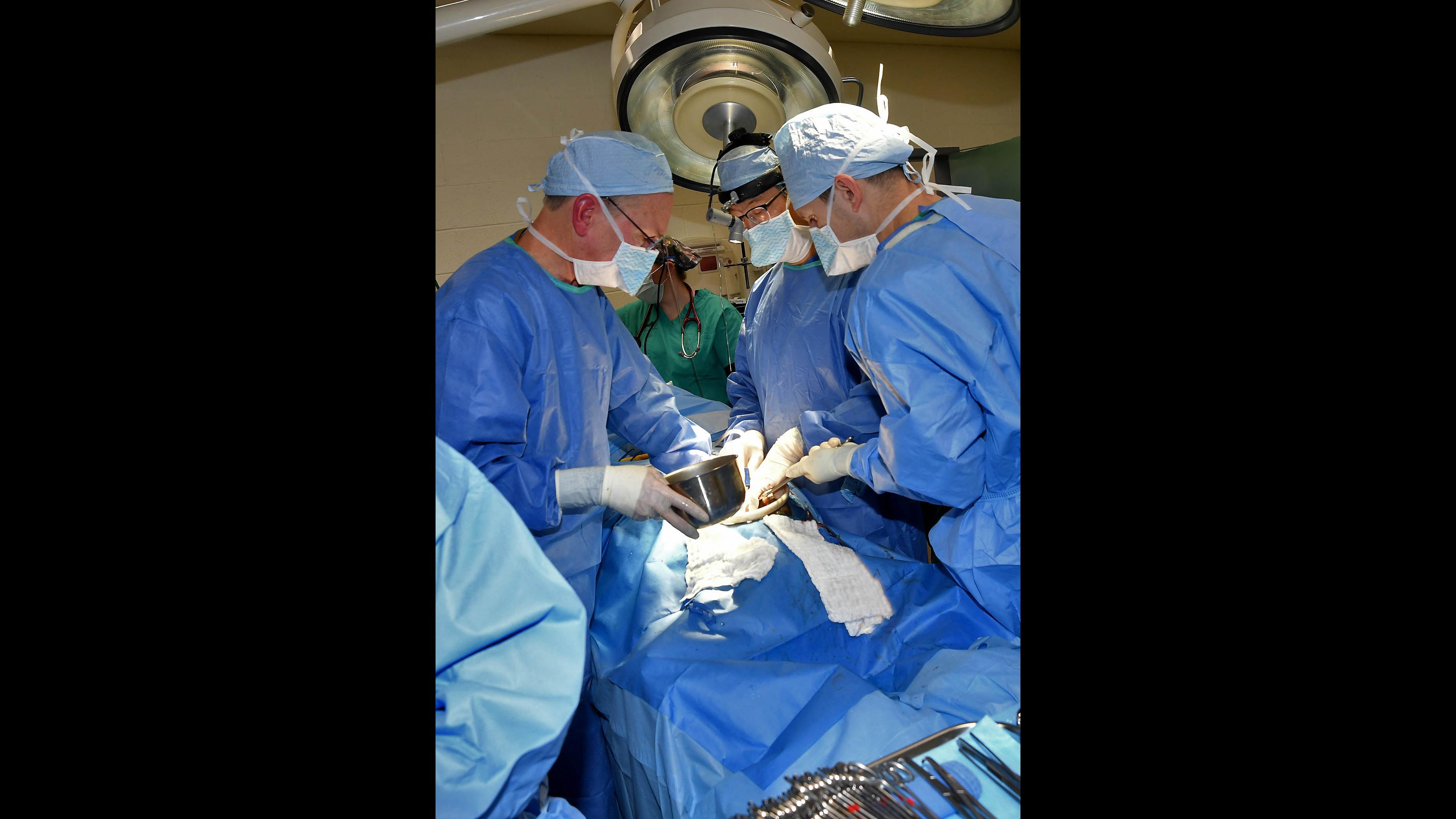 Amita Health general surgeons Eric Yang and William Frymark perform an emergency appendectomy on Ben, a 40-year-old orangutan at Brookfield Zoo. (Jim Schulz / Chicago Zoological Society)
