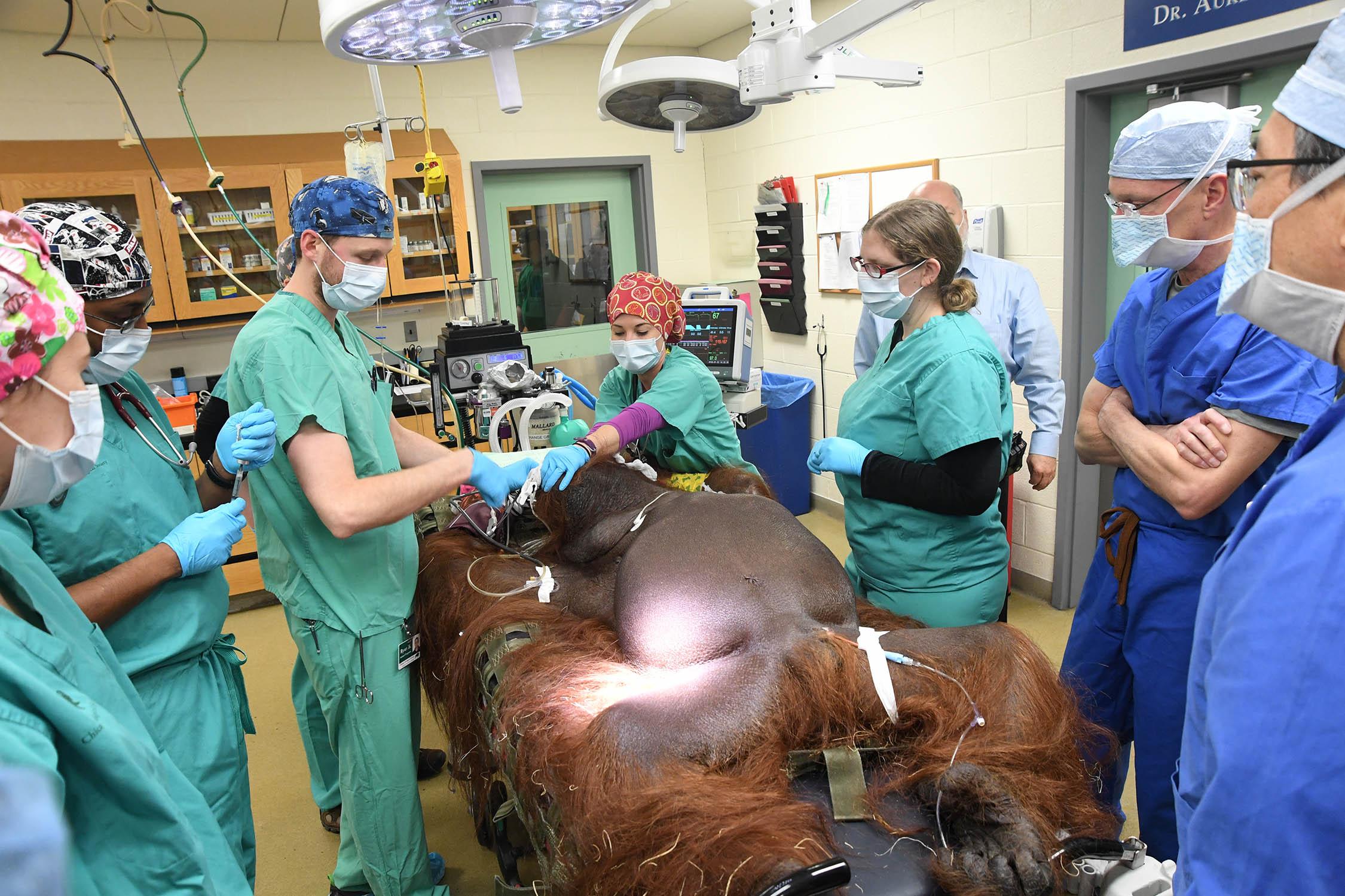 On Jan. 23, Chicago Zoological Society’s veterinary staff performed an emergency appendectomy on Ben, a 40-year-old orangutan at the zoo. The staff were assisted by general surgeons Eric Yang and William Frymark from Amita Health Hinsdale and La Grange. (Jim Schulz / Chicago Zoological Society)