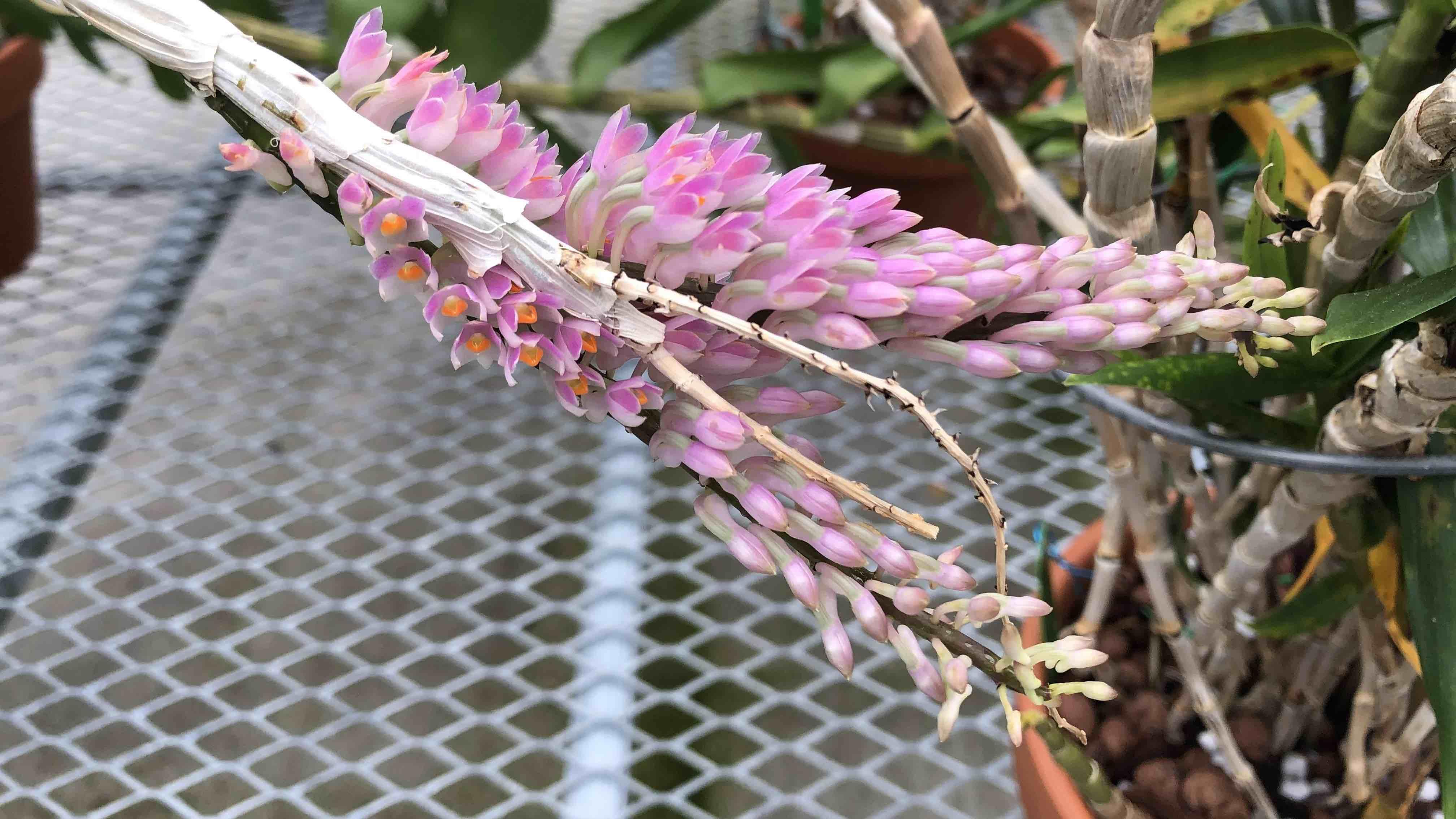 Orchids come in a wide range of colors, shapes and sizes, including this specimen from the Chicago Botanic Garden's Orchidarium. (Patty Wetli / WTTW News)