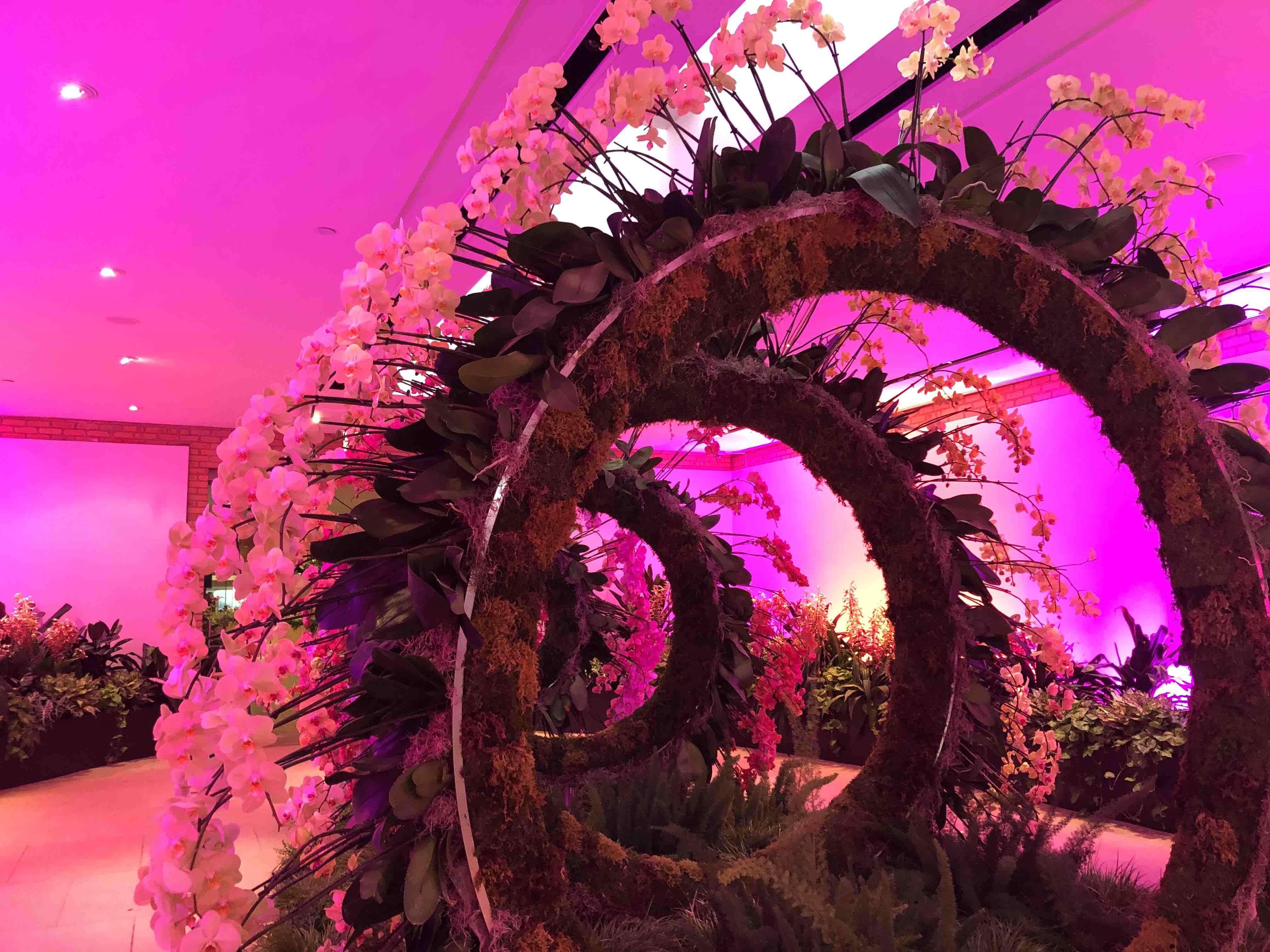 The telescope-shaped "Halo" is one of the highlights of the Chicago Botanic Garden's orchid show. "As soon as we opened ... you could see the logjam there," said Jodi Zombolo. "You can't help but stop and want to take a photo there." (Patty Wetli / WTTW News)