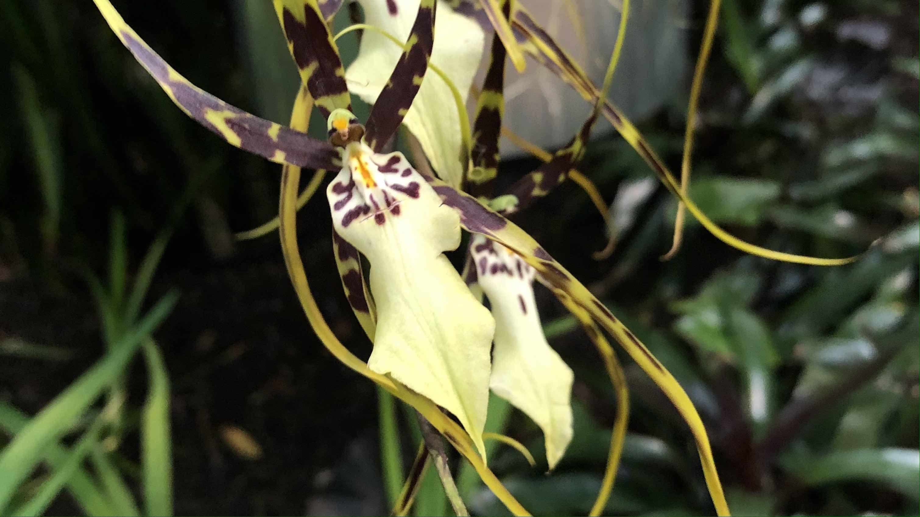 Seen one orchid, you haven't come close to seeing them all. It's one of the most diverse groups of plants. (Patty Wetli / WTTW News)