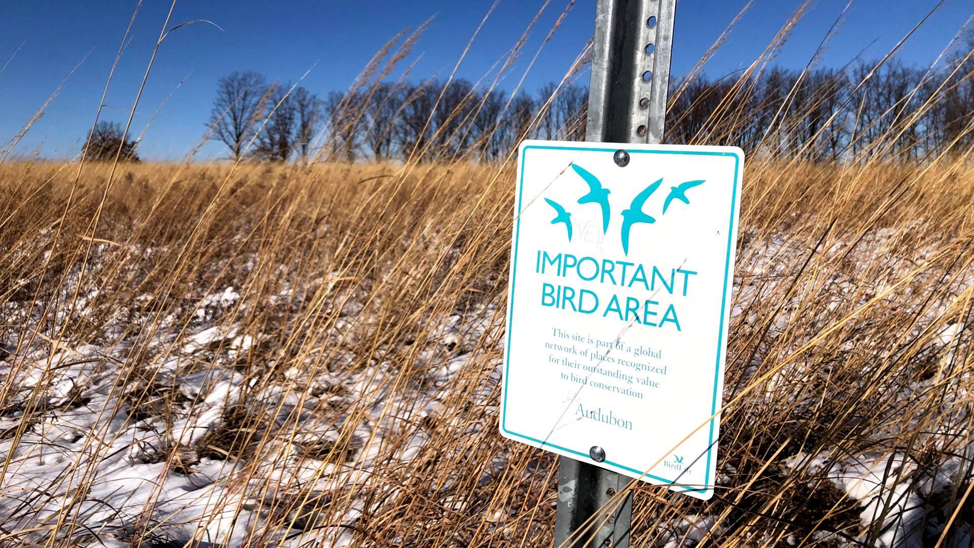 Grassland birds are in precipitous decline across the globe. Preserves like Orland Grassland provide vital habitat. (Patty Wetli / WTTW News)