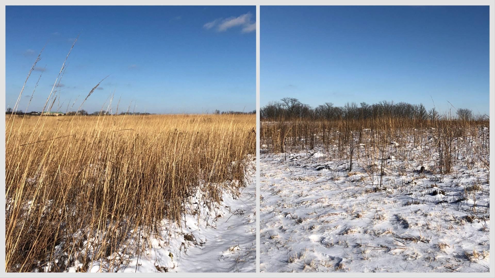 Healthy habitat at Orland Grassland on left, invasive Callery pear shoots on right. (Patty Wetli / WTTW News)