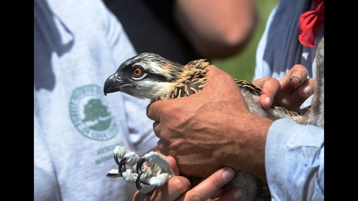 (Courtesy Forest Preserves of Cook County)