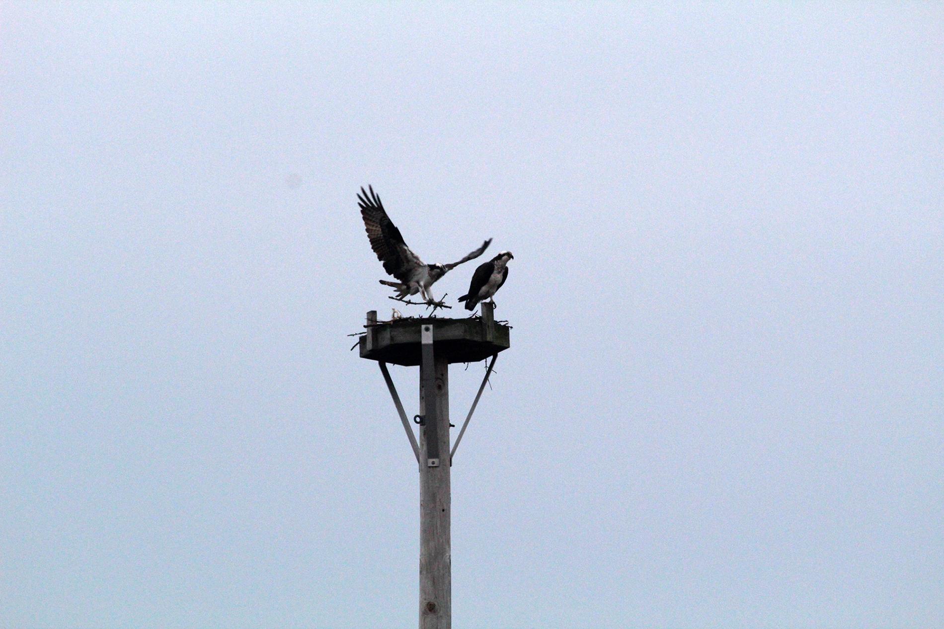 A male and female osprey building their nest last week at Baker's Lake Nature Preserve in northwest suburban Barrington. (Melina Frezados / Forest Preserves of Cook County)