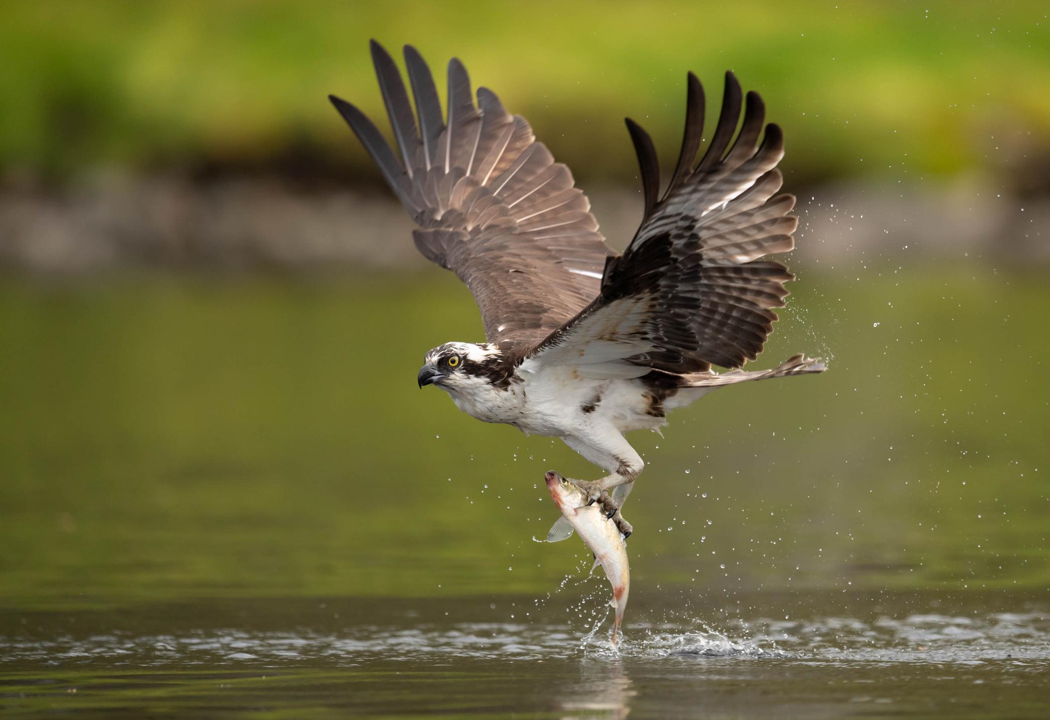 Osprey are threatened in Illinois but have been making a comeback. The state’s Endangered Species Protection Act does consider habitat modification detrimental to species’ survival. (Harry Collins / iStock)