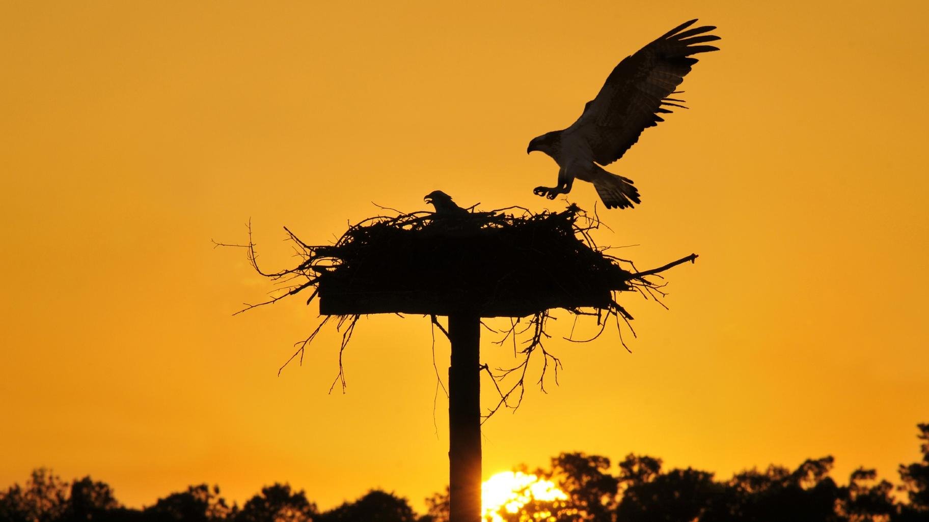 Man-made platforms give ospreys a place to nest safe from predators like raccoons. (jimodenney / iStock) 
