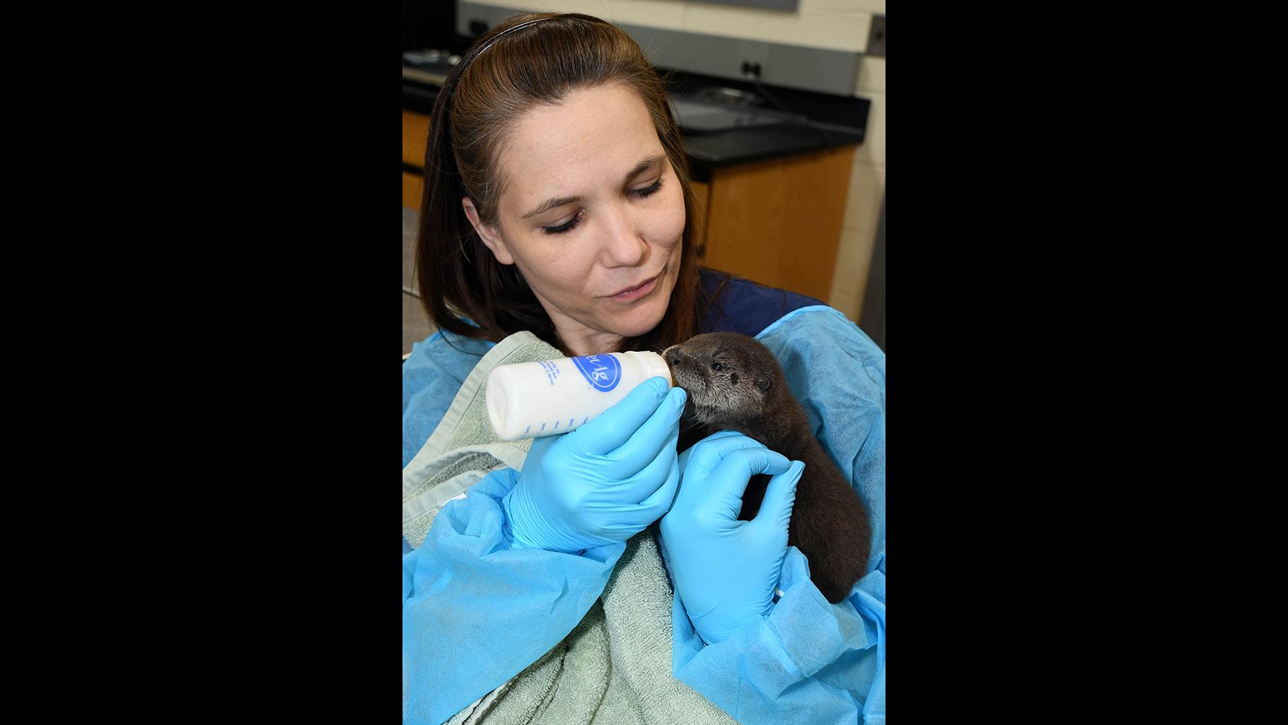 Michelle Soszynski, a senior animal care specialist at Brookfield Zoo’s Animal Hospital, cares for a North American river otter born at the zoo February 26. (Jim Schulz / Chicago Zoological Society)