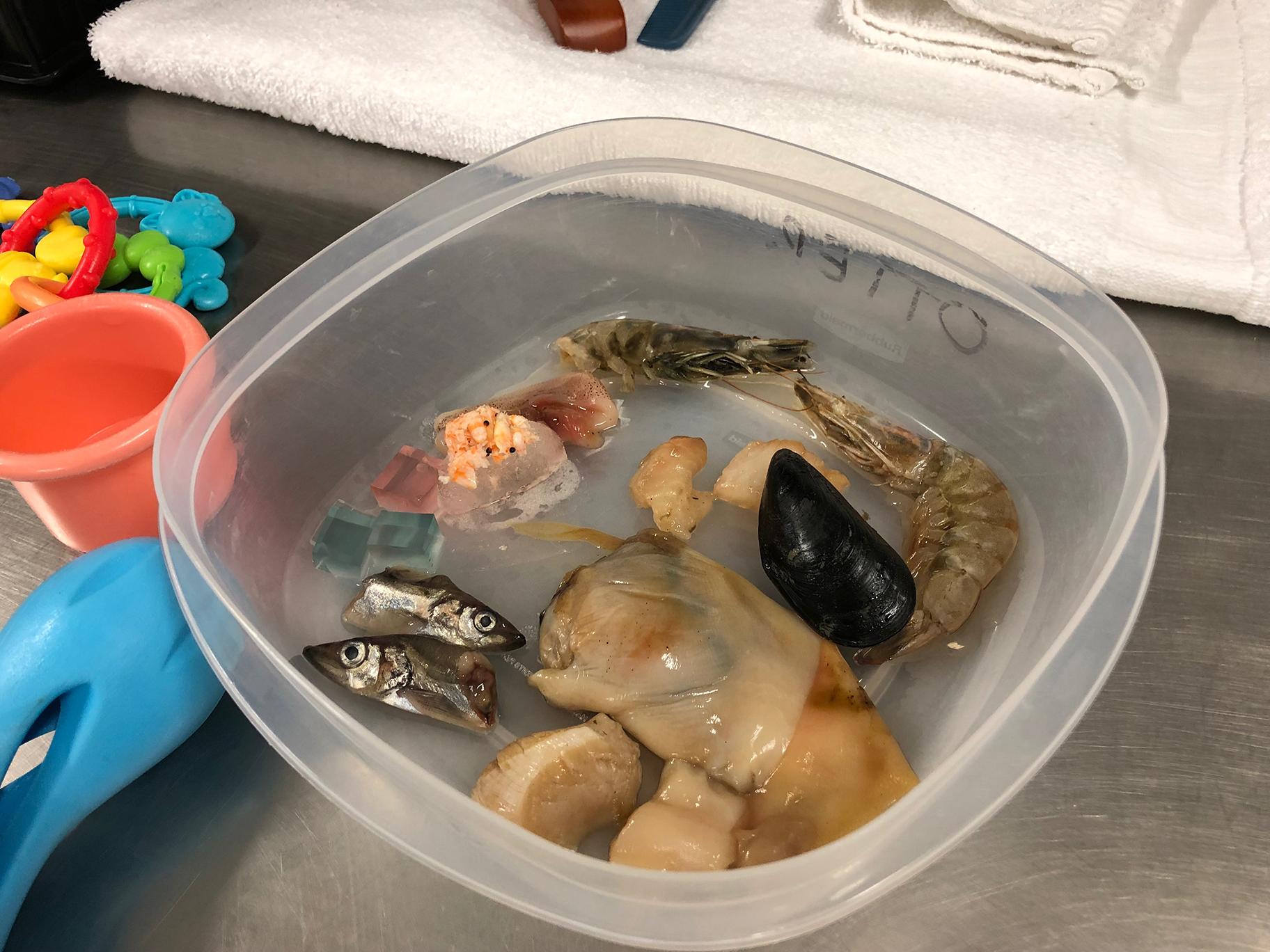 Sea otters at Shedd receive a diet that includes shrimp, squid, mussels, clam and pollock. (Alex Ruppenthal / WTTW News)