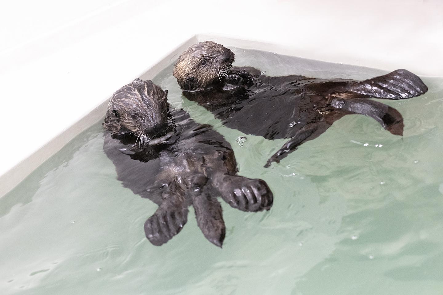 sea otter pup swimming