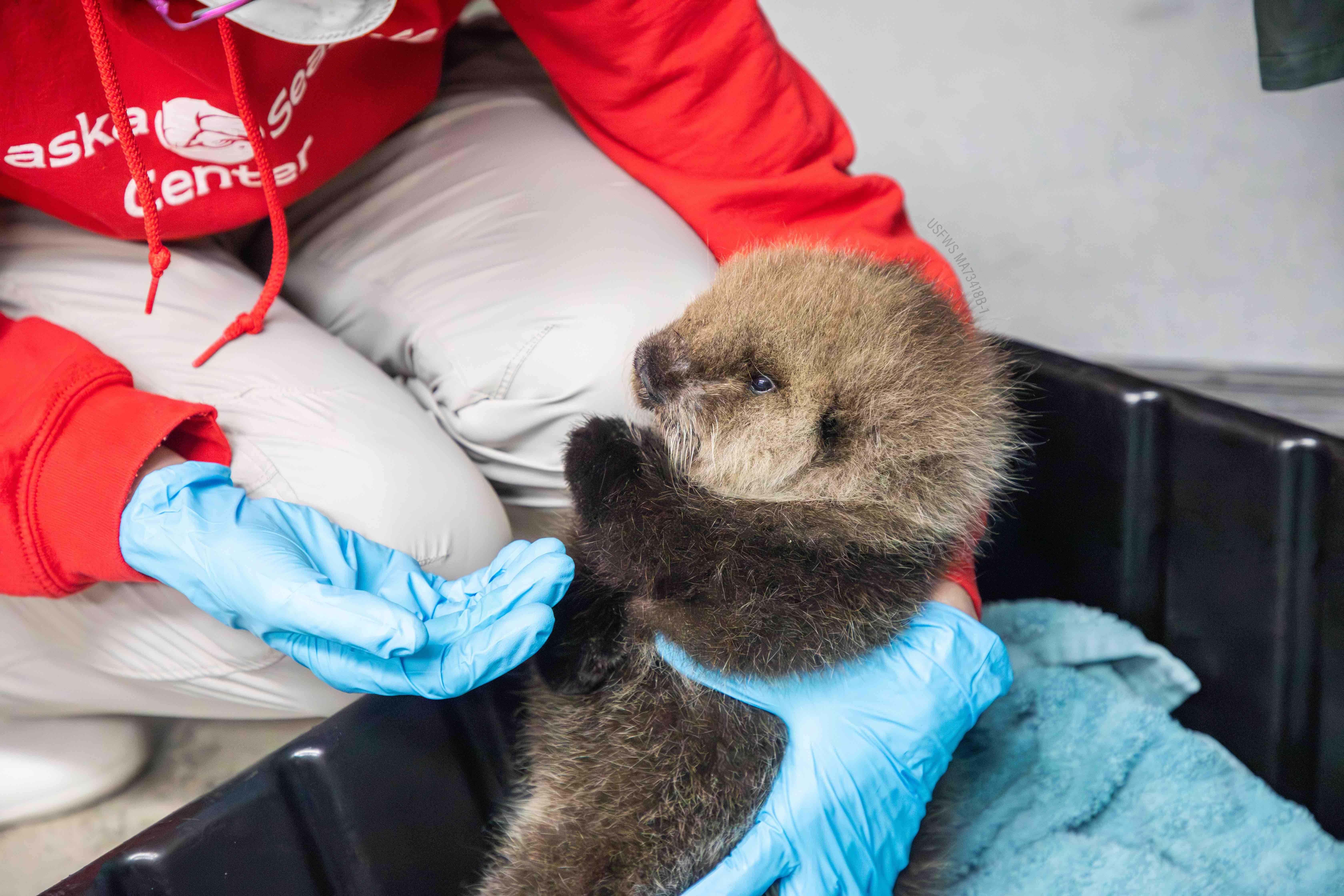 Alaska SeaLife Center rescued the otter pup from a remote coastal town. (Courtesy Alaska SeaLife Center)