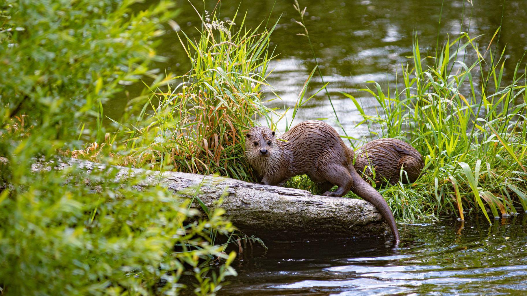 Otters are often confused with beavers and muskrats. Otters are the far superior swimmers, built for speed. Their small ears don't protrude, so as to decrease drag in the water. (Andreas Schantl / Unsplash)