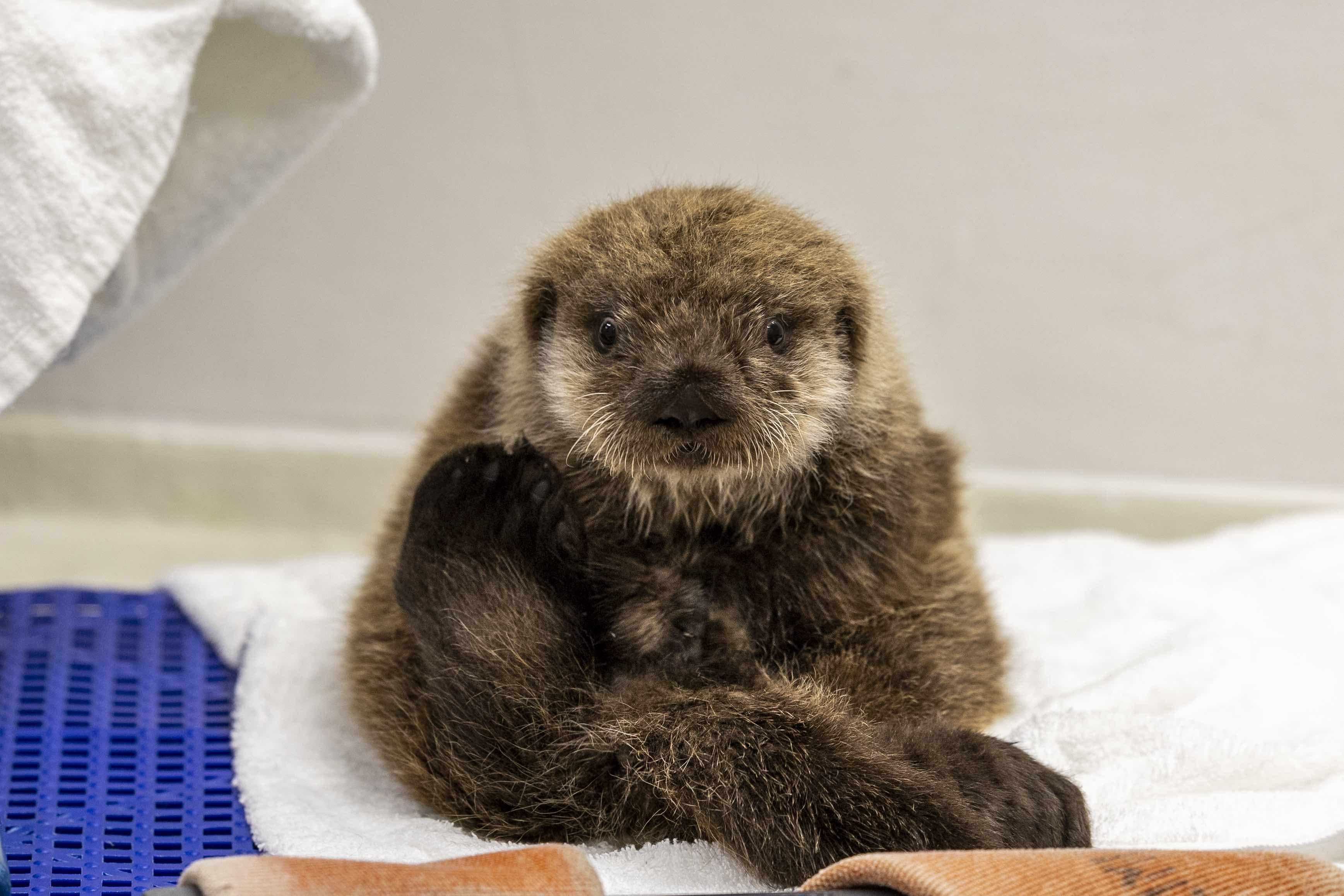 Pup EL2306 is ready for his closeup. He was originally treated for dehydration and malnutrition. (Heidi Zeiger / Shedd Aquarium)