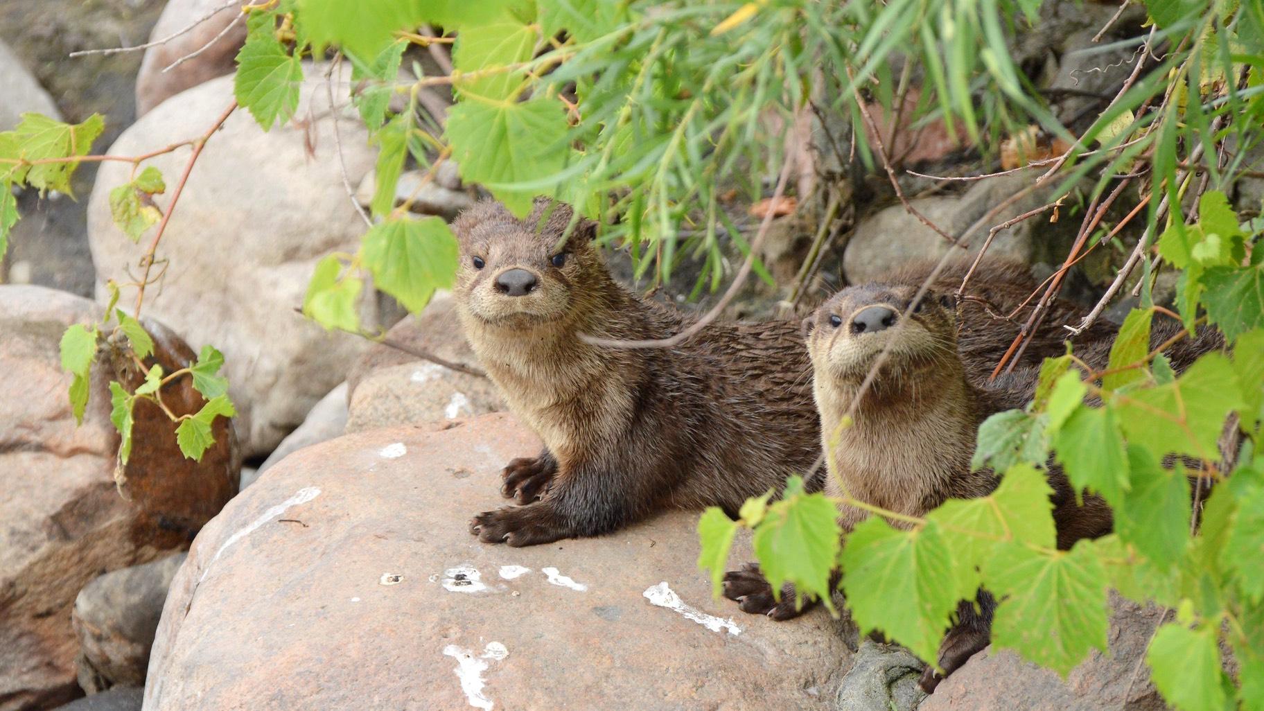 Otters don't create their own dens, instead they find holes made by other animals. They're so opportunistic and adaptable, they've been found living in viaducts and even an abandoned bathhouse in San Franscisco. (Kris Speath / U.S. Fish and Wildlife Service)