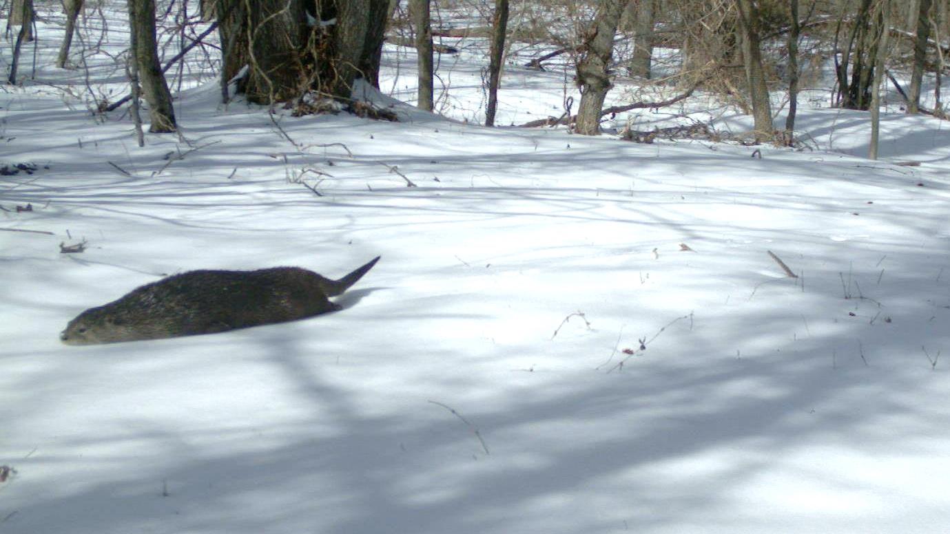 A camera trap at Crab Orchard National Wildlife Refuge in Illinois caught this otter performing a classic belly slide in 2014. (U.S. Fish and Wildlife Service)