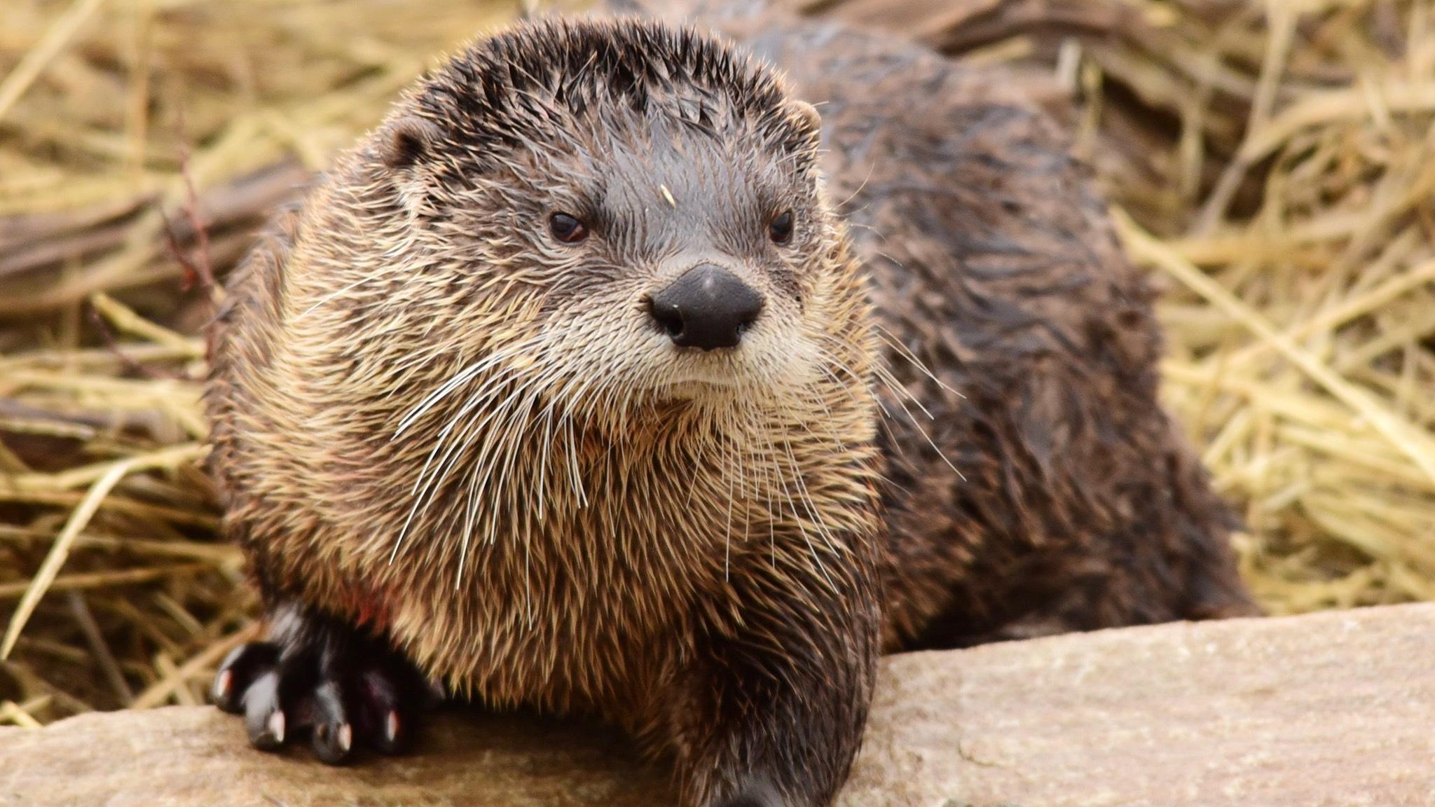 River otters love to eat fish, consuming two to three pounds a day. (Tom Koerner / U.S. Fish and Wildlife Service)