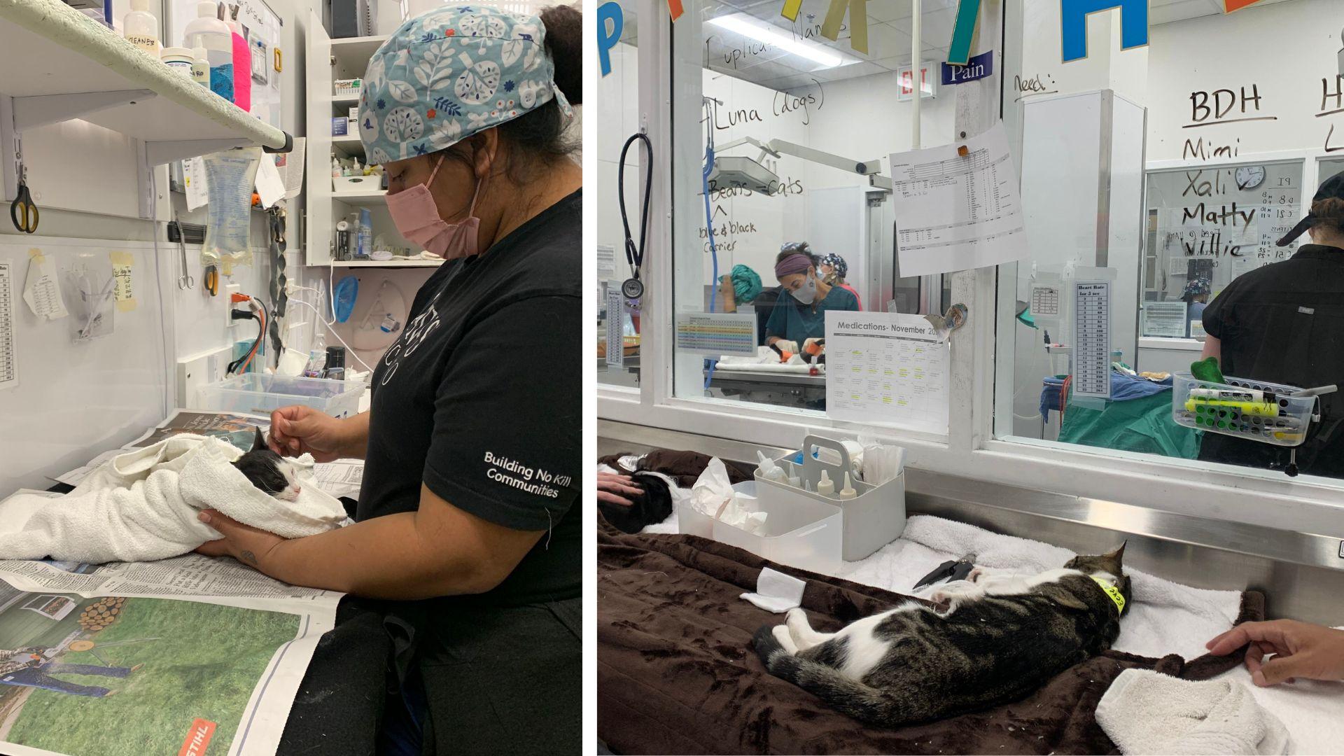 Left: A worker at PAWS Chicago wakes up a cat after surgery on Nov. 13, 2023, at PAWS Chicago Medical Center & Lurie Clinic in Little Village (Eunice Alpasan / WTTW News). Right: Multiple cats preparing for surgery and undergoing surgeries on Nov. 13, 2023, at PAWS Chicago Medical Center & Lurie Clinic. (Eunice Alpasan / WTTW News)