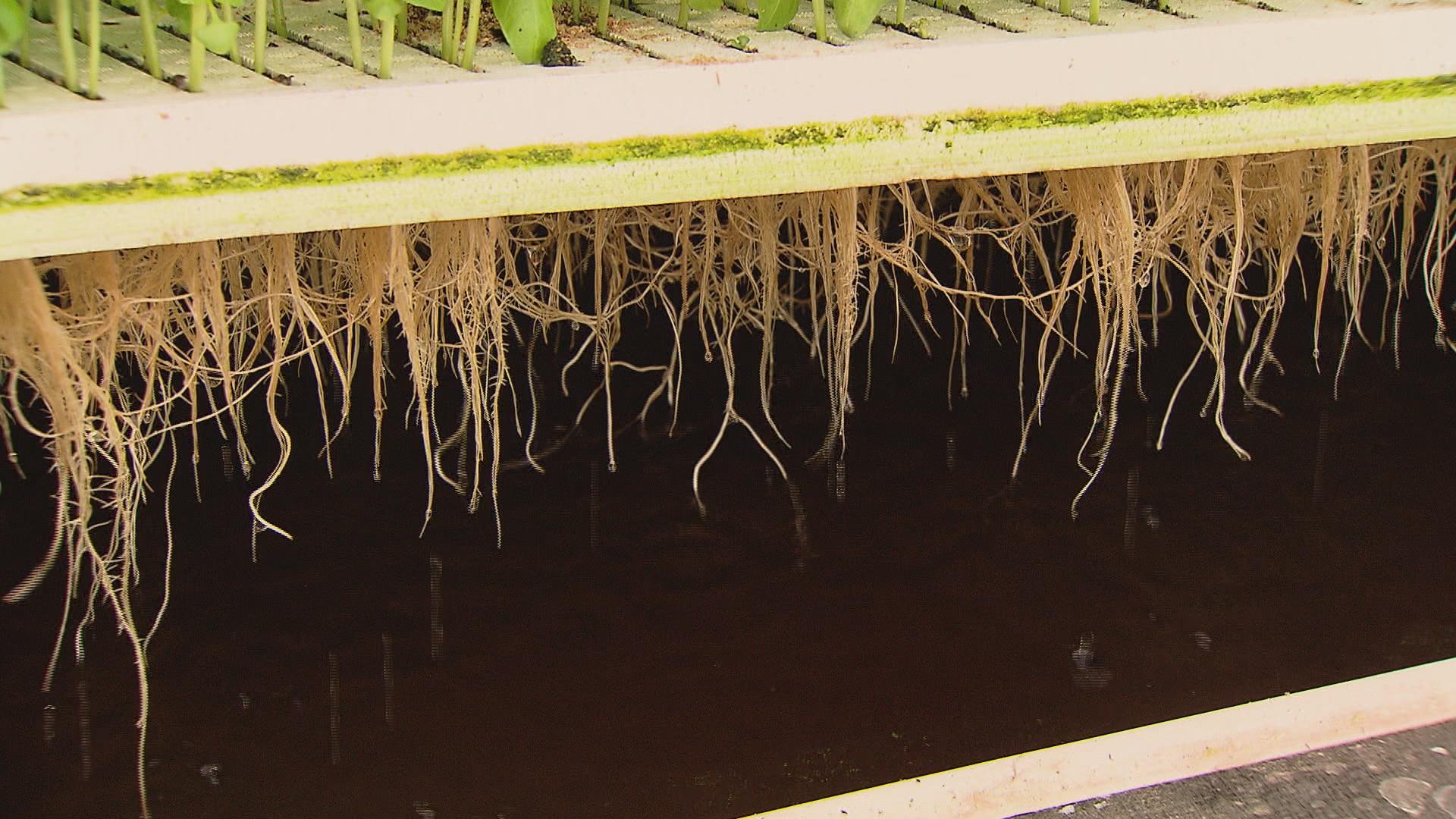 Hydroponic farming at Bright Farms.