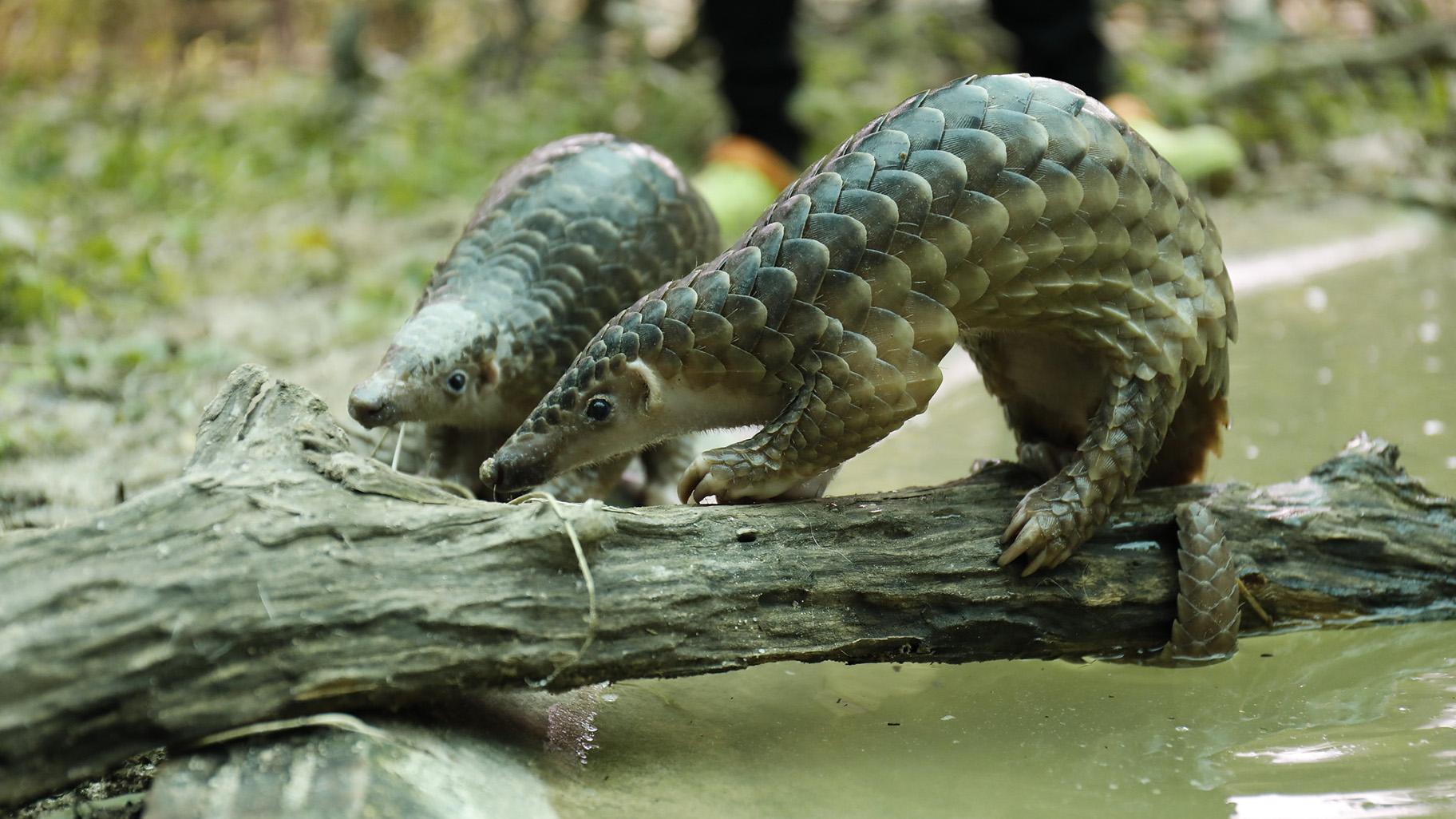 If Pangolins Are Linked To Coronavirus Conservationists Fear For Animal S Safety Chicago News Wttw